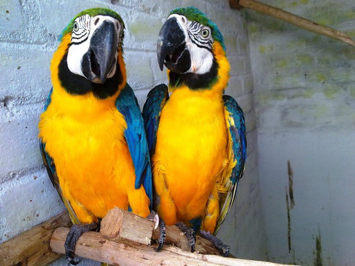  Macau parrot home delivery 7860996935