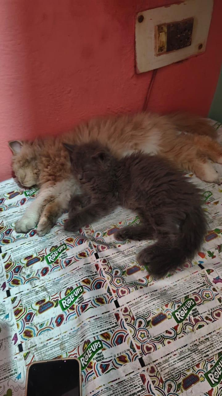 Two Persian cats available 