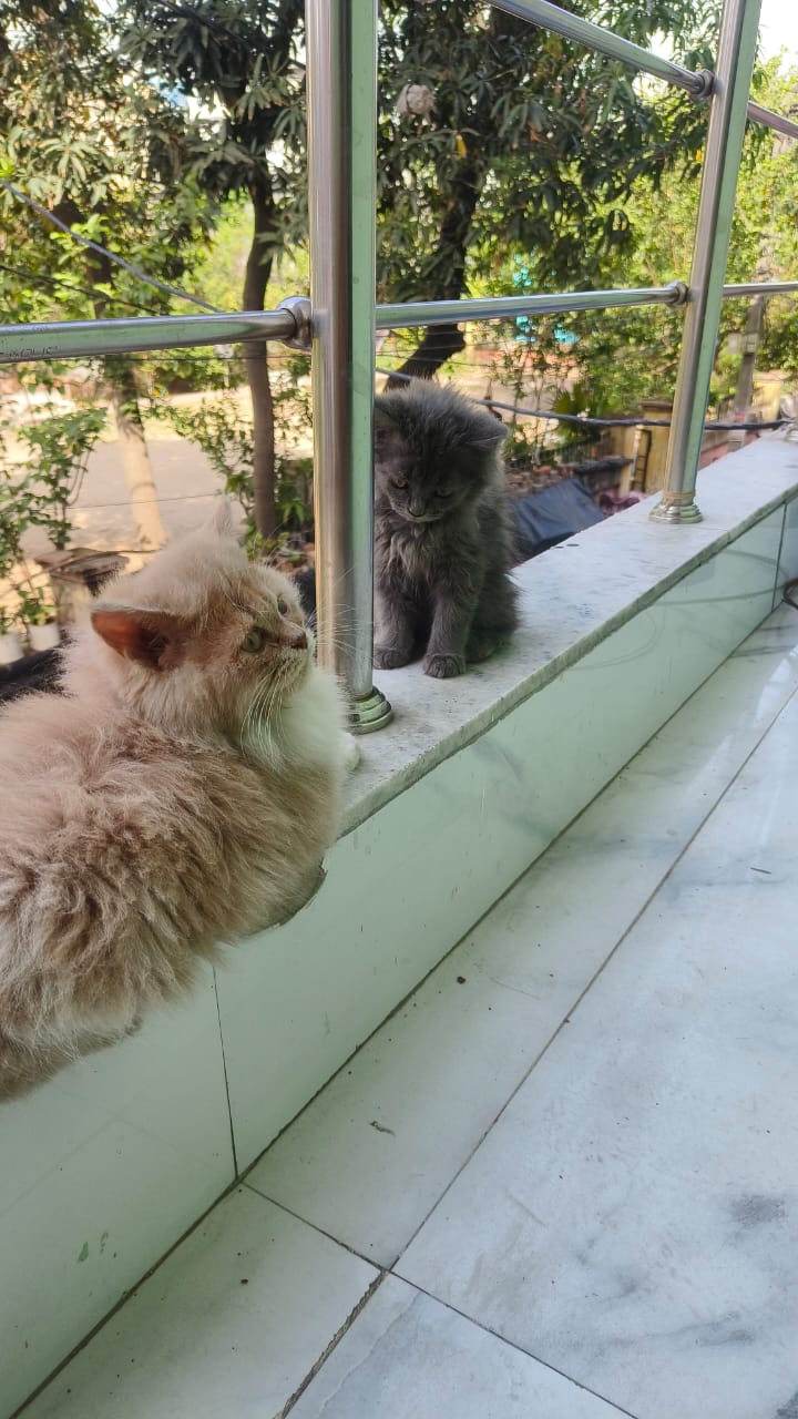 Two Persian cats available 