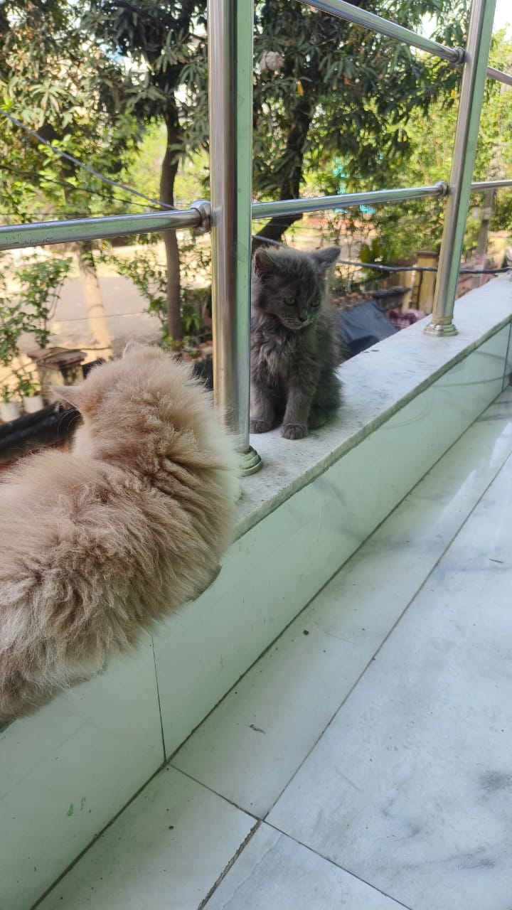 Two Persian cats available 