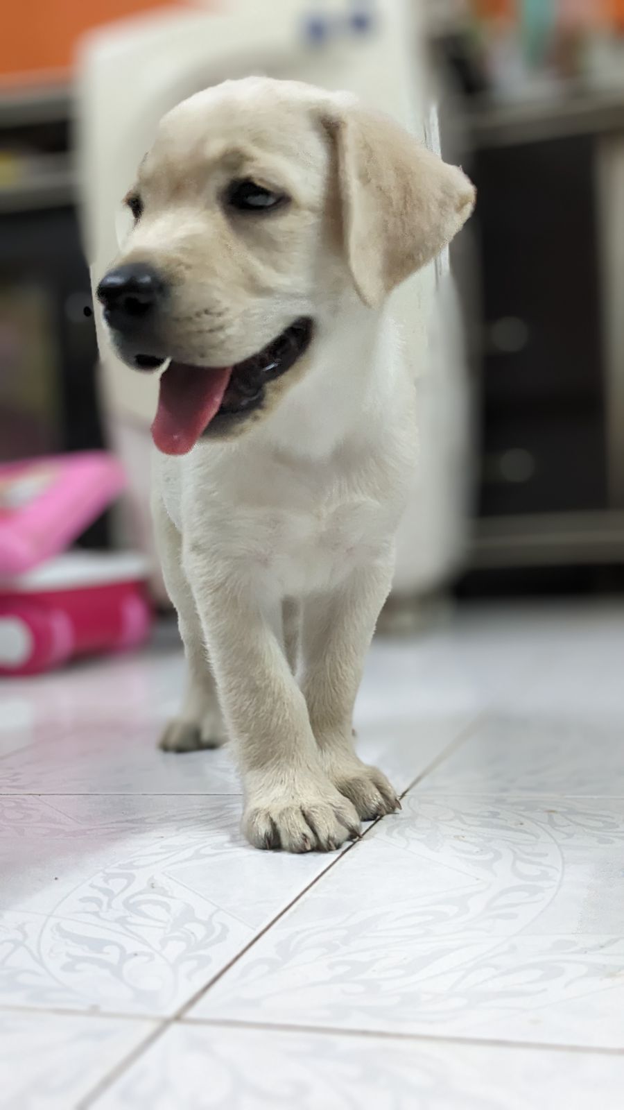 Labrador 