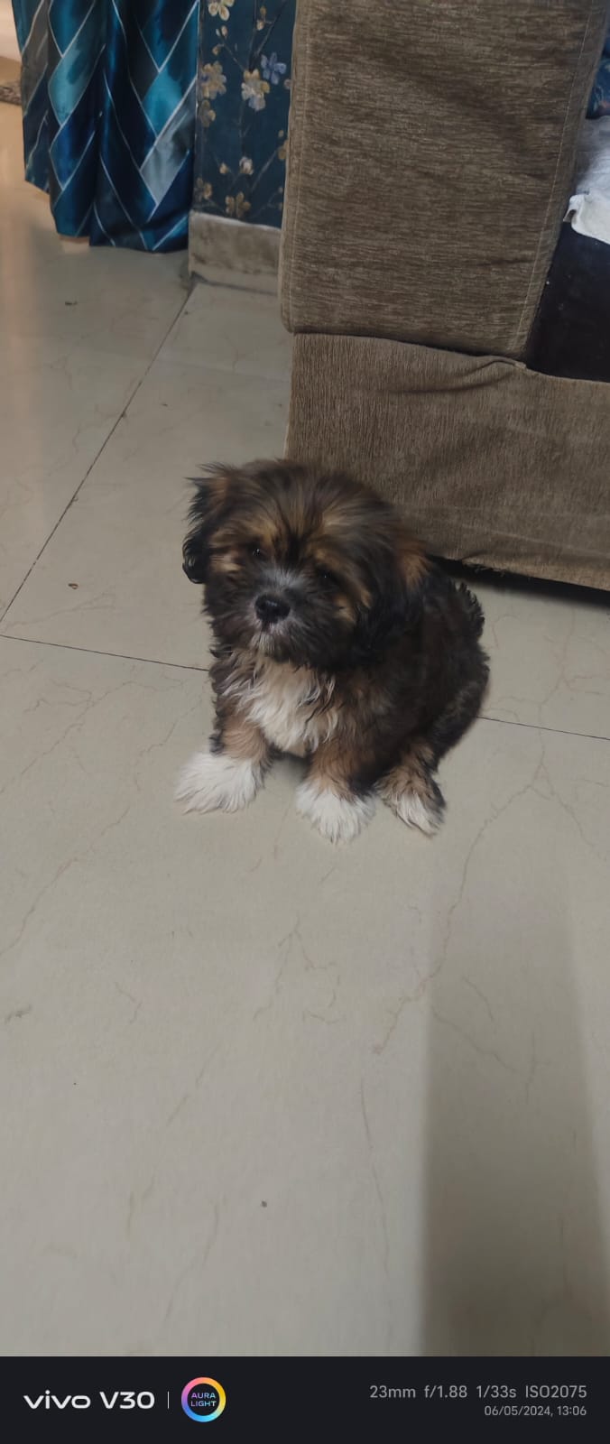 Bruno the puppy