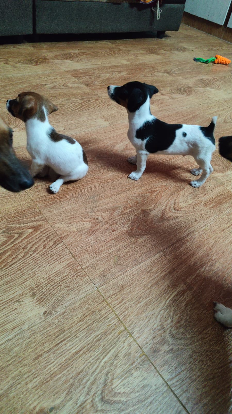 Jack Russel breed for sale