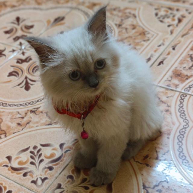 Ragdoll kitten for sale 