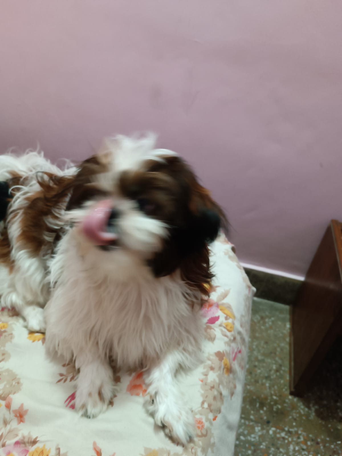 Shih tzu 