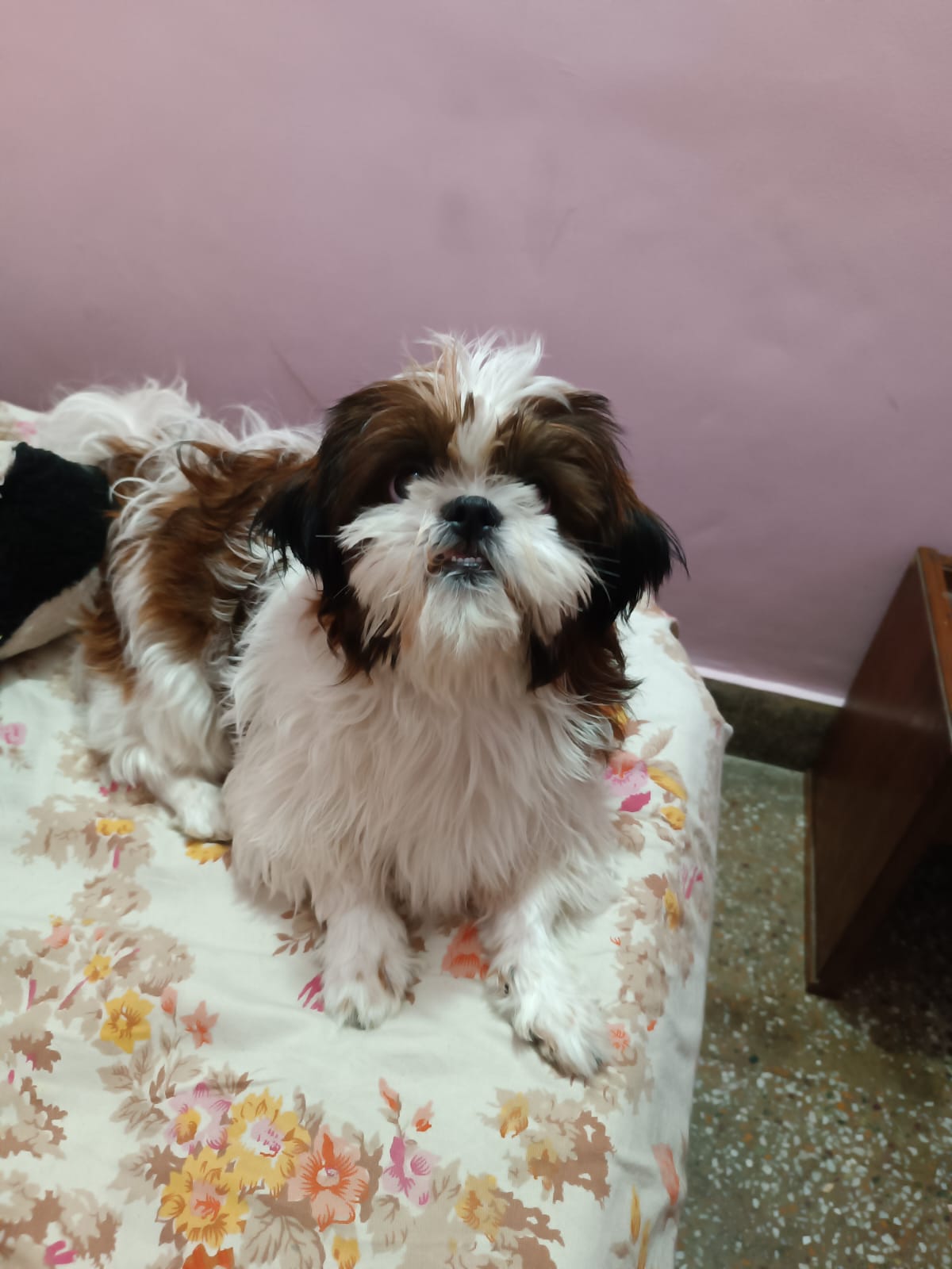 Shih tzu 