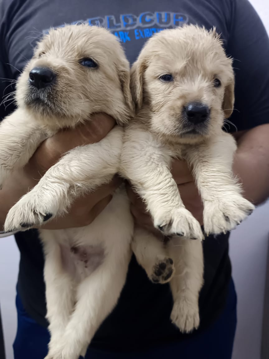 Puppies Available 