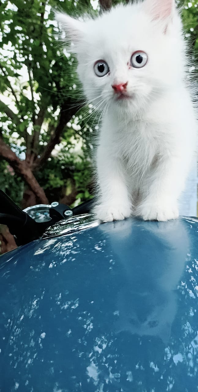 TURKISH ANGORA Cat Kitten for Sale