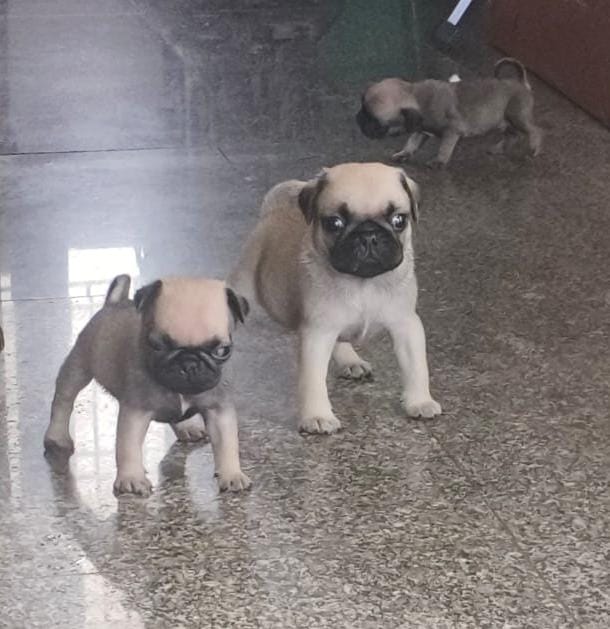 ? Adorable Pug Puppies for Sale! ?