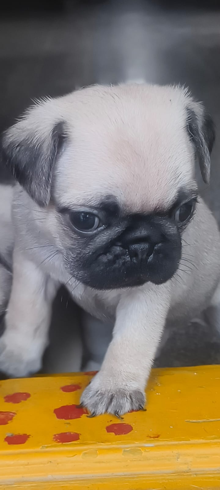 ? Adorable Pug Puppies for Sale! ?