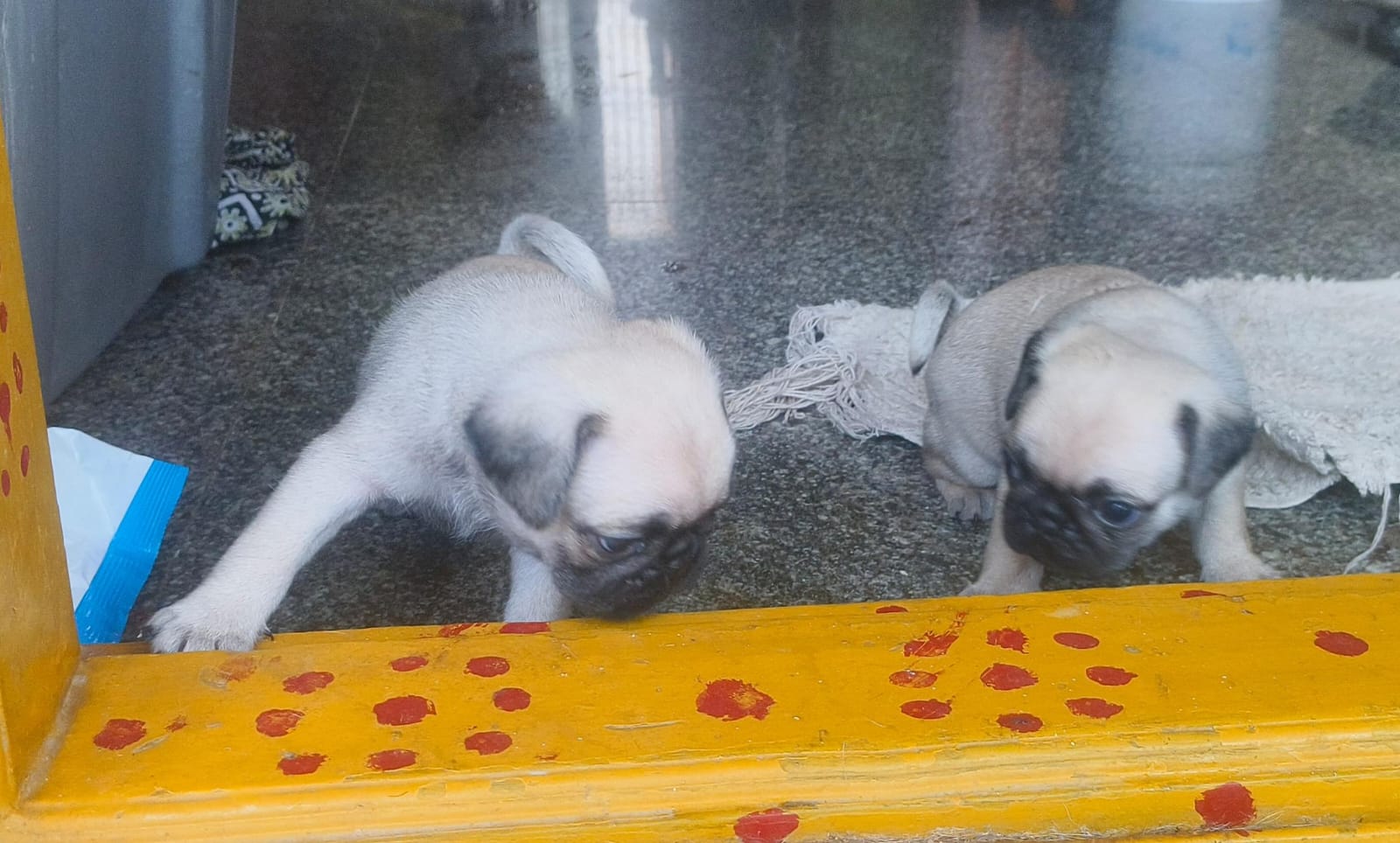 ? Adorable Pug Puppies for Sale! ?