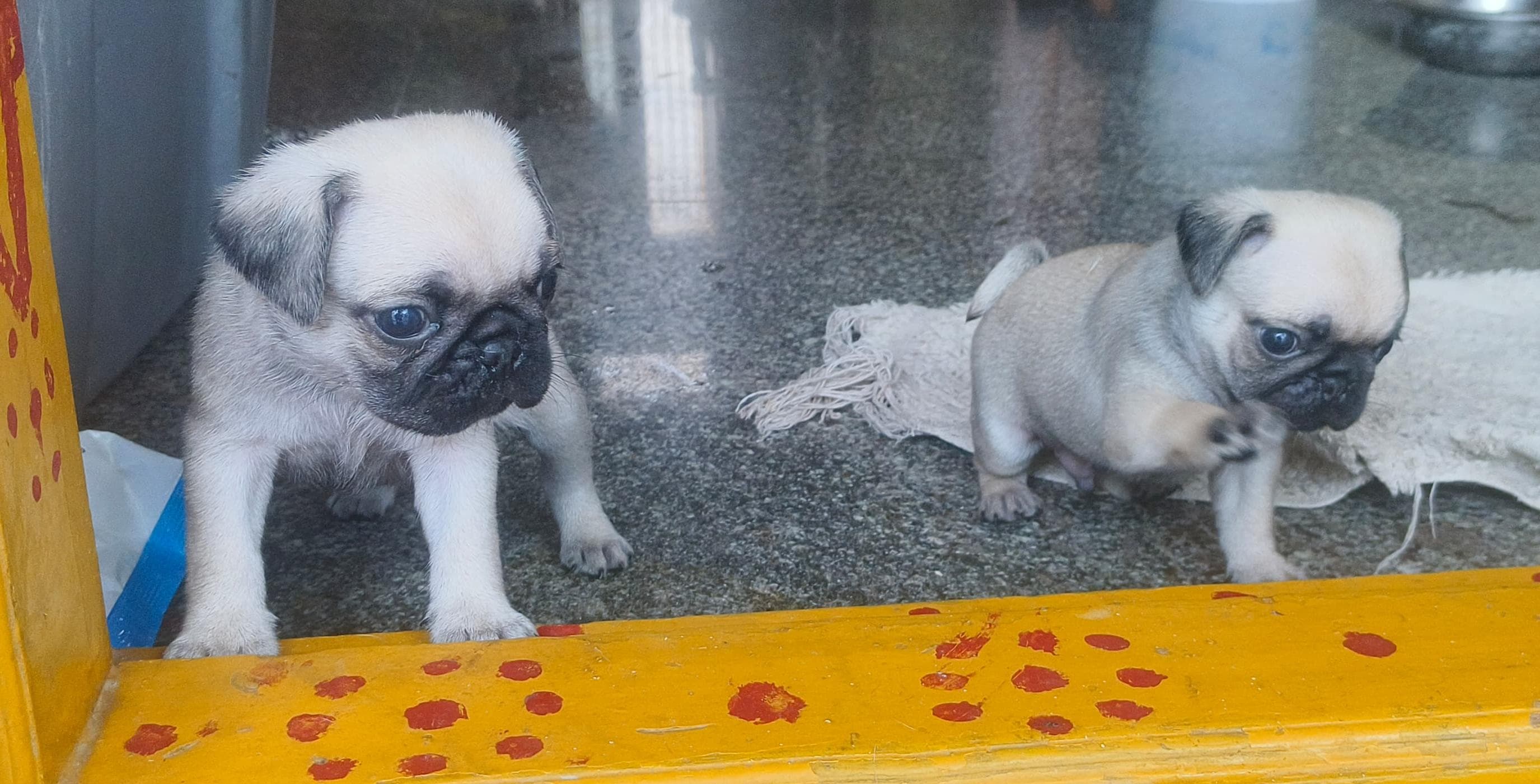 ? Adorable Pug Puppies for Sale! ?