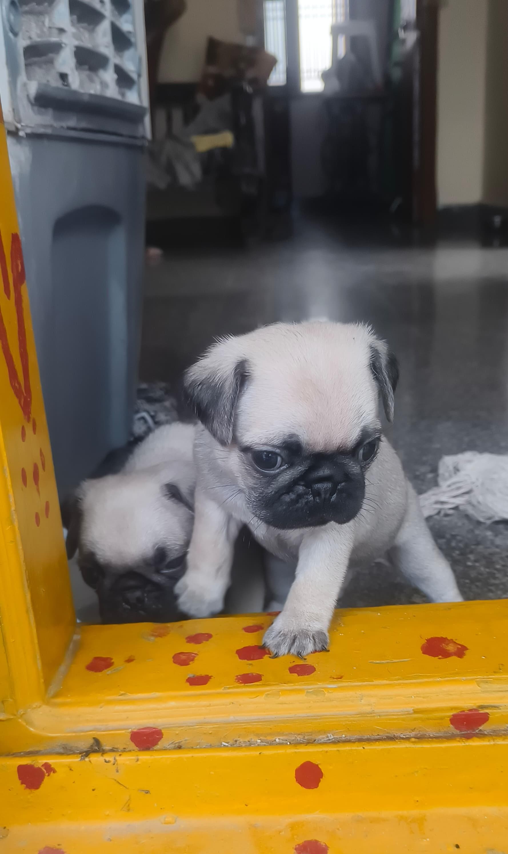 ? Adorable Pug Puppies for Sale! ?