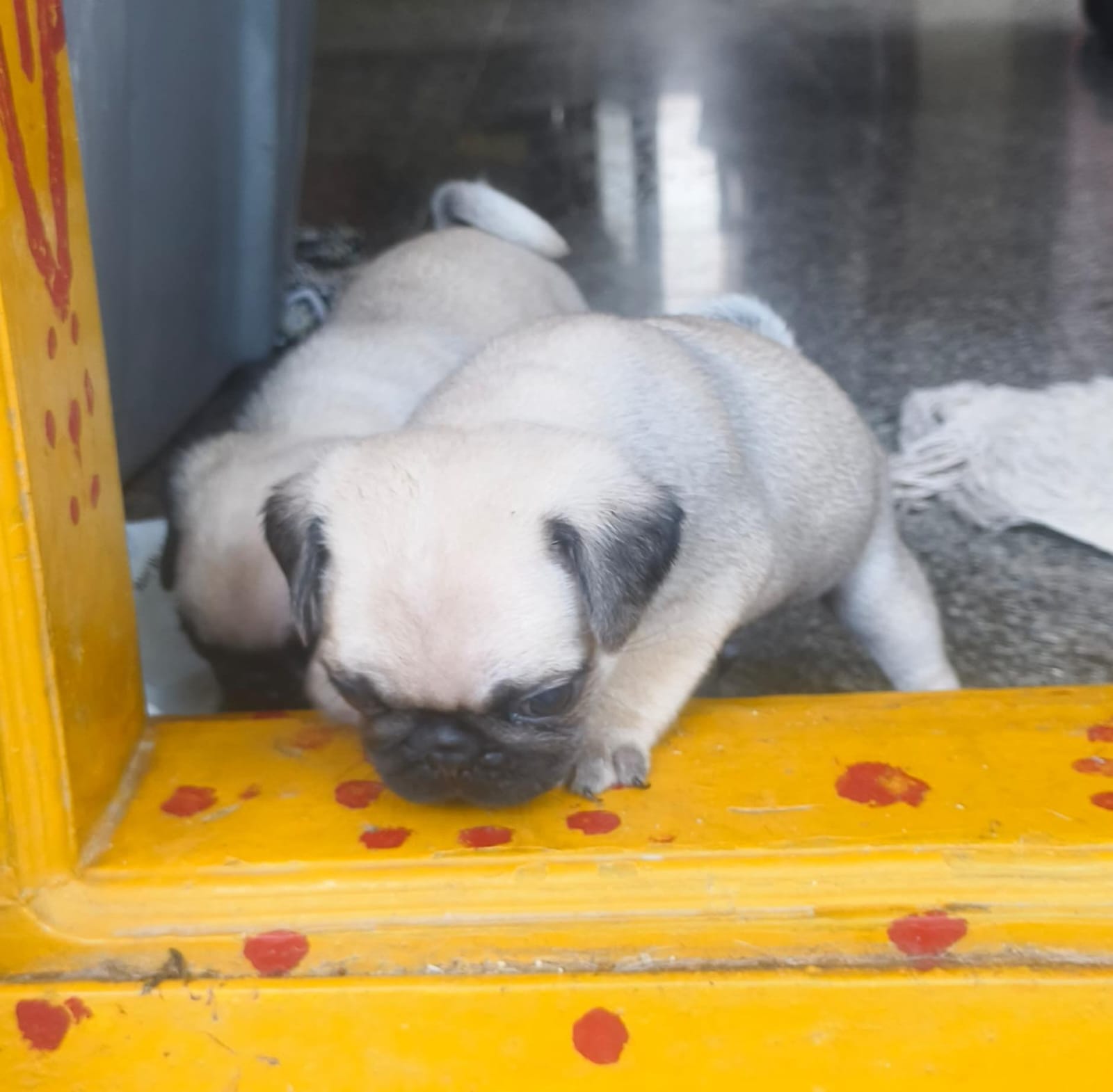 ? Adorable Pug Puppies for Sale! ?