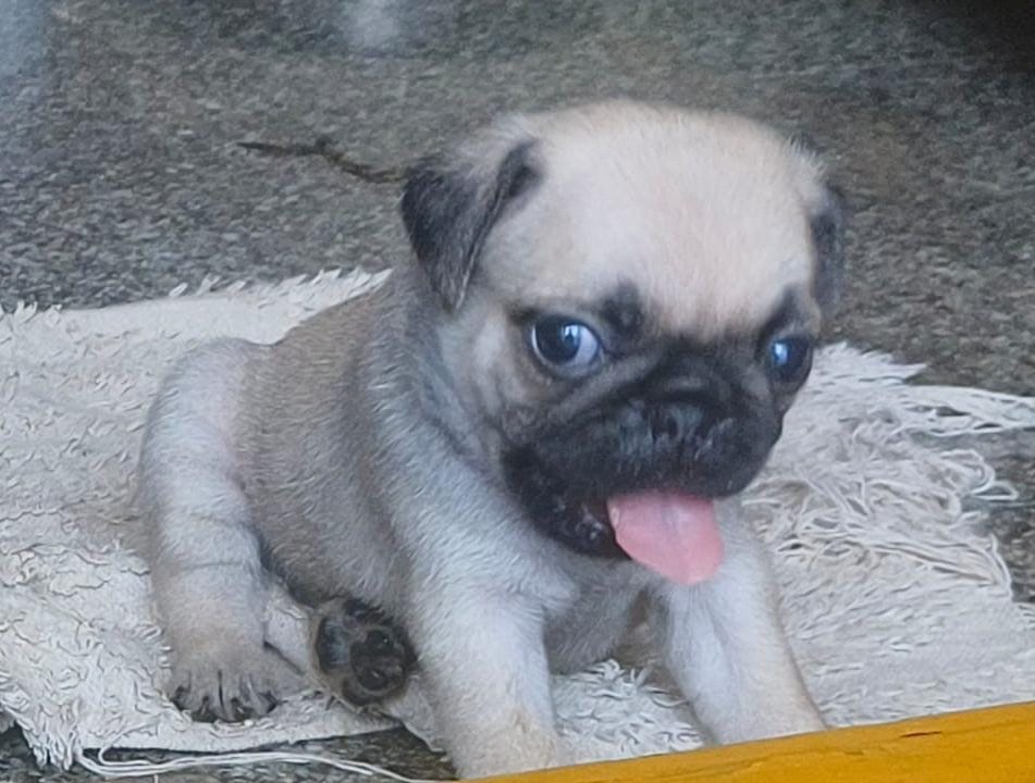 ? Adorable Pug Puppies for Sale! ?