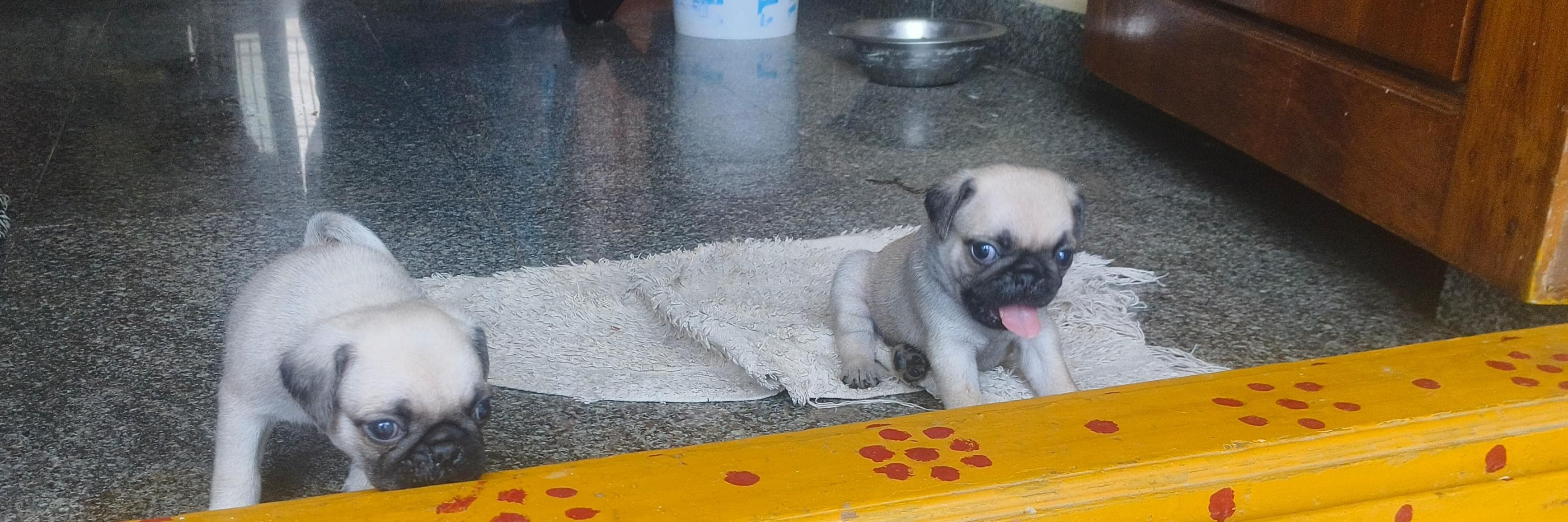 ? Adorable Pug Puppies for Sale! ?