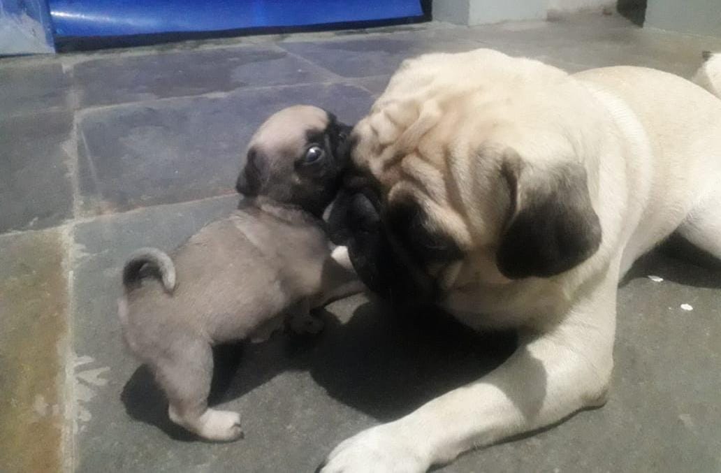 ? Adorable Pug Puppies for Sale! ?