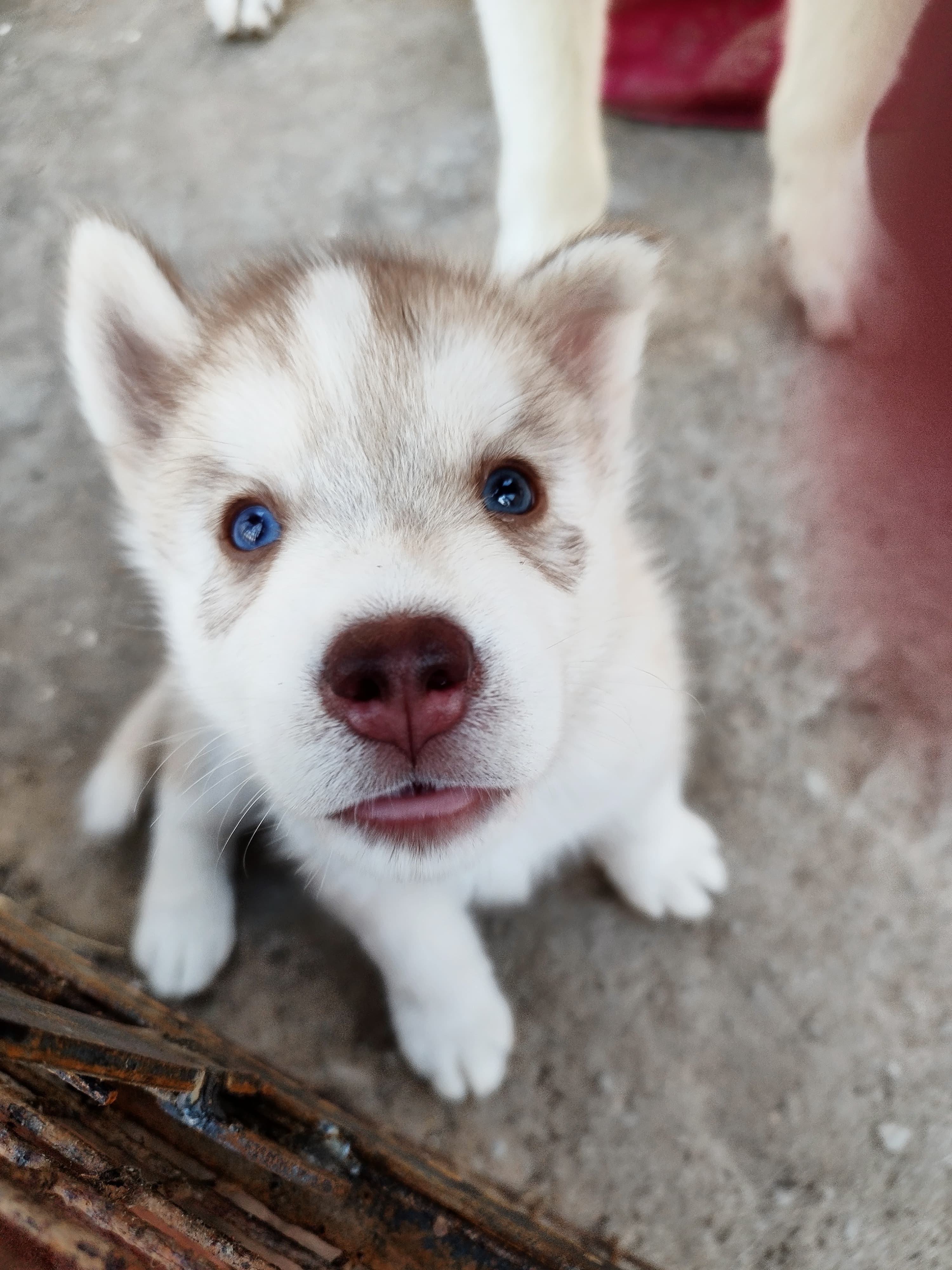  husky for sale blue eyes