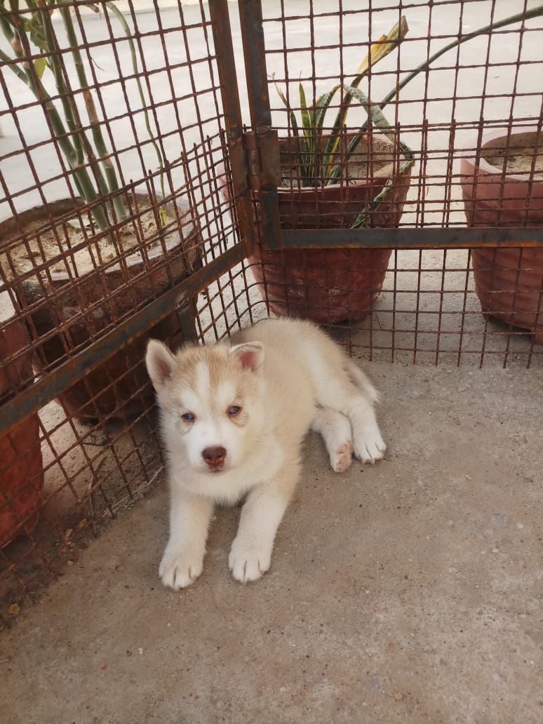  husky for sale blue eyes