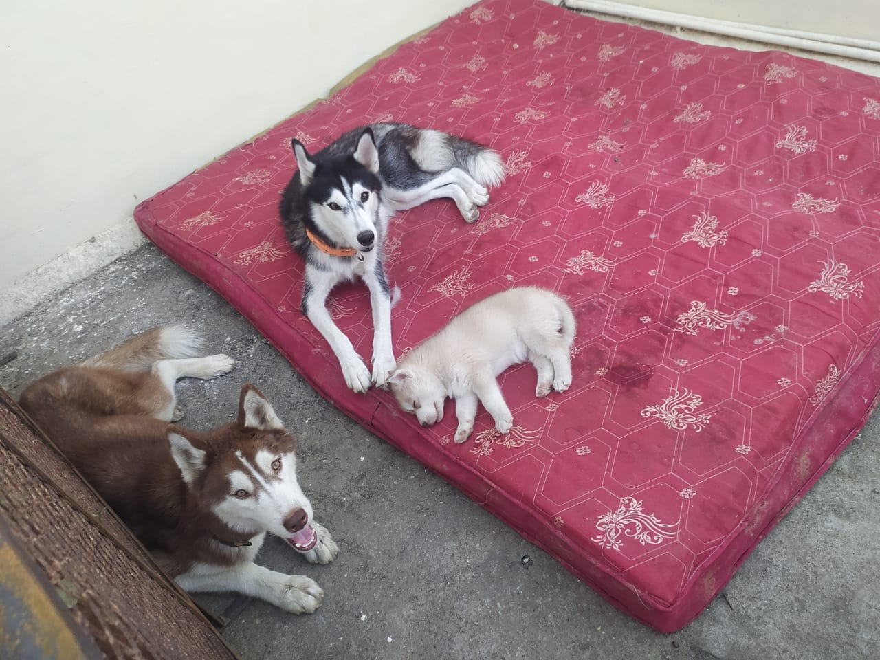  husky for sale blue eyes