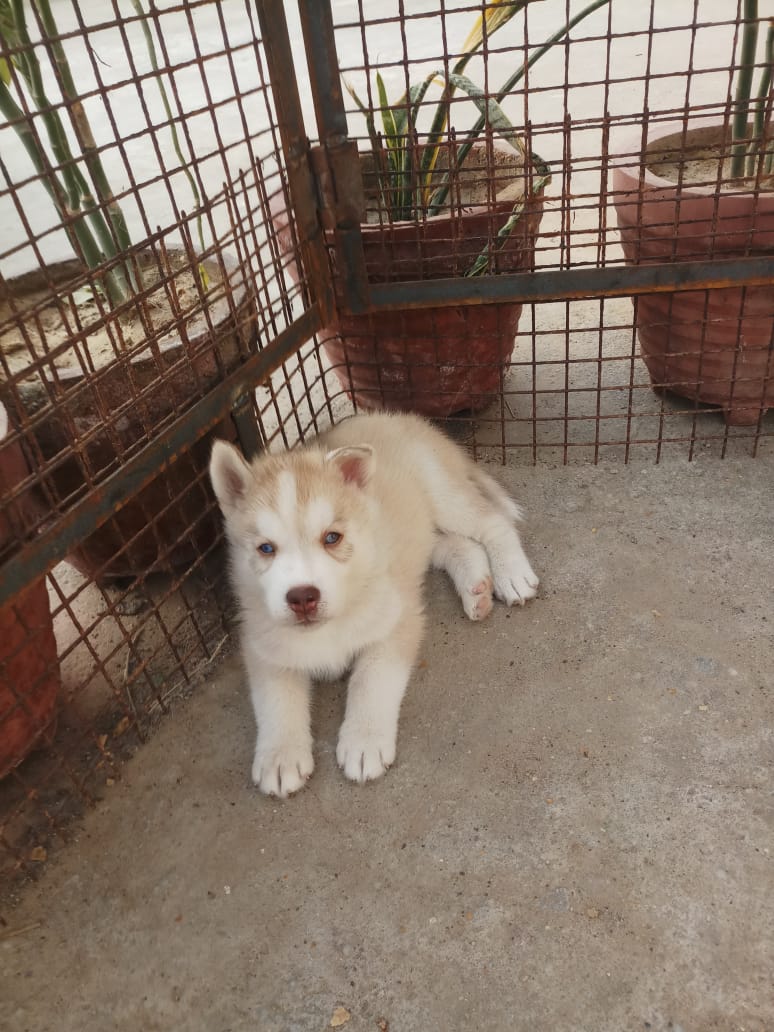  husky for sale blue eyes