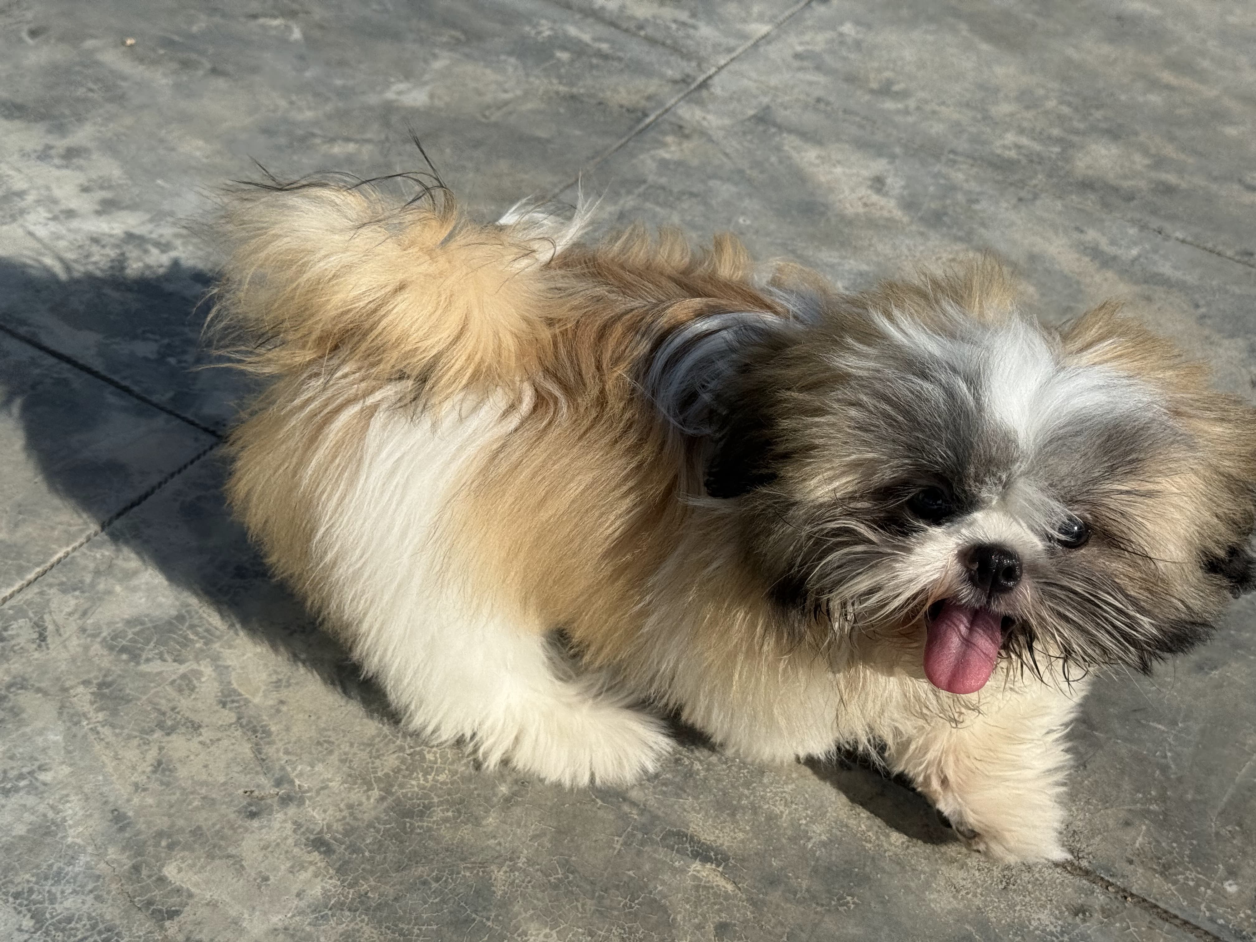 Shihtzu Dog