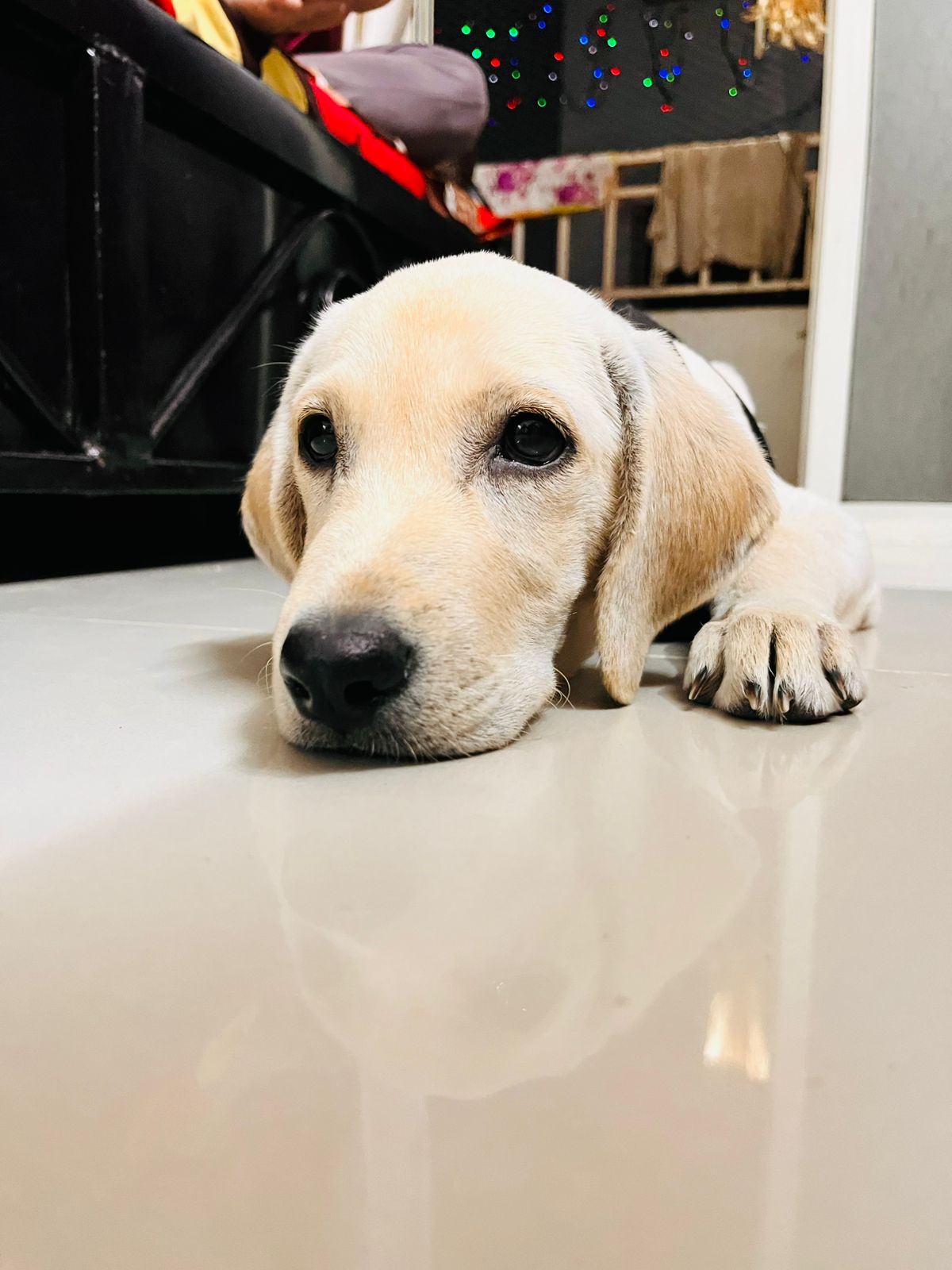 4 MONTHS Lab Pet for sell