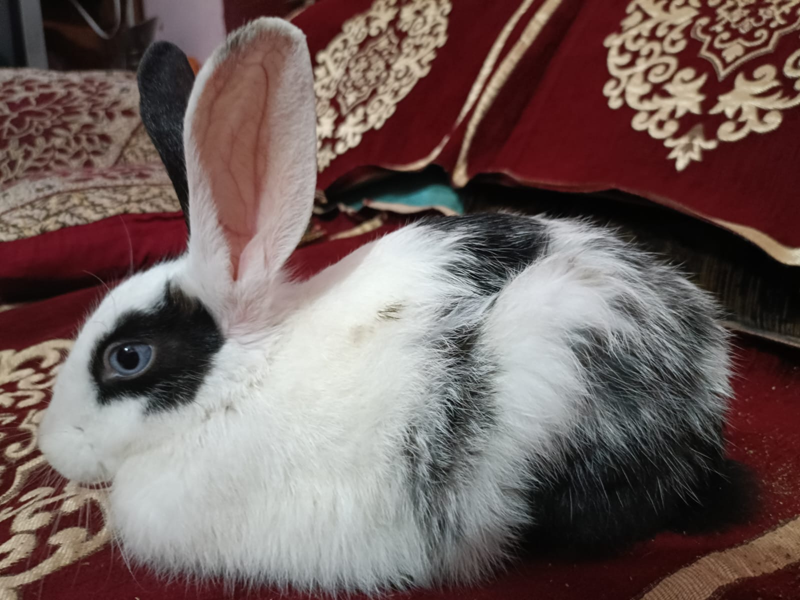 Rabbit for sale