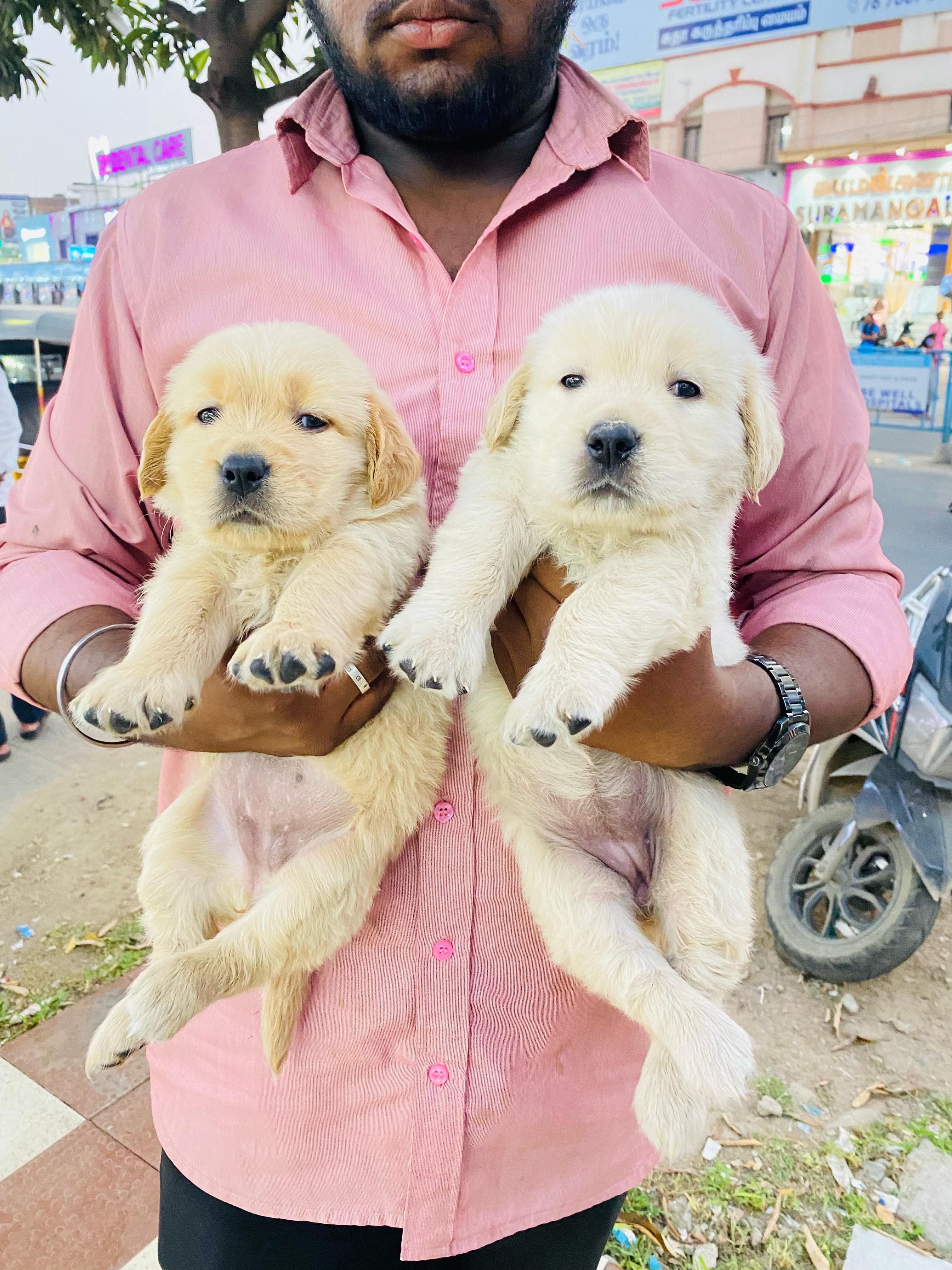 Golden retriever female puppies available for sale 