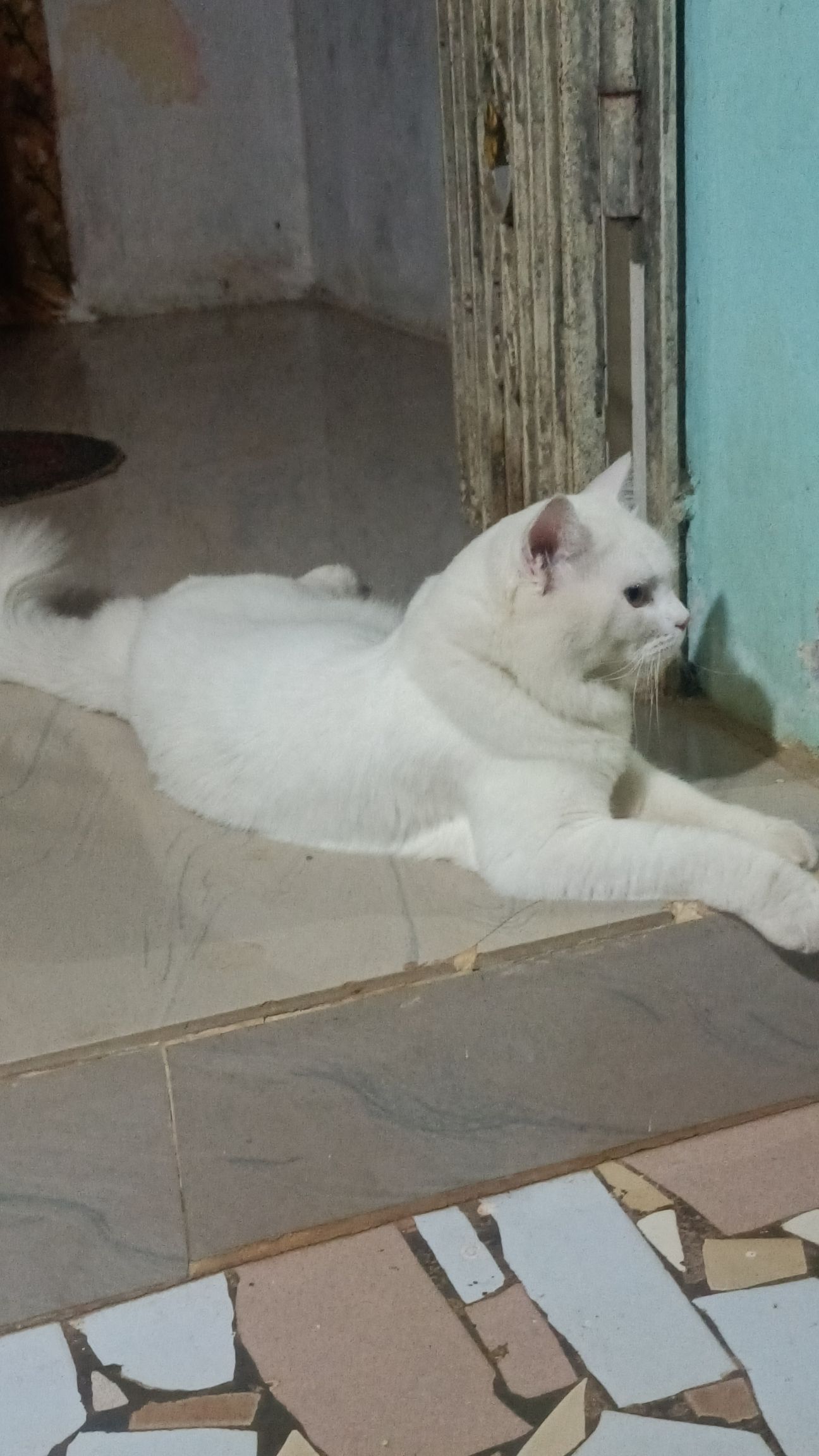 White perisian cat 