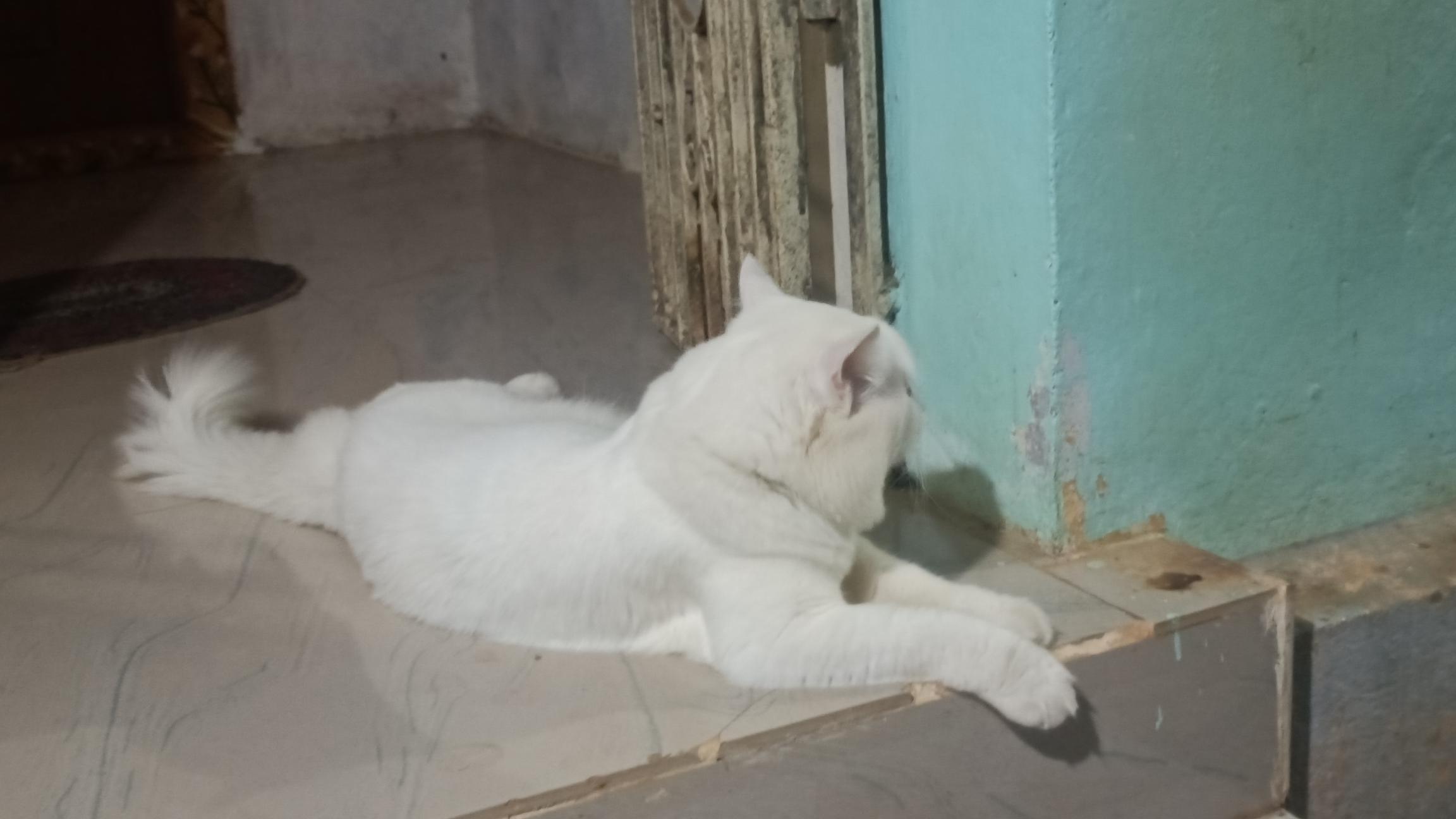 White perisian cat 