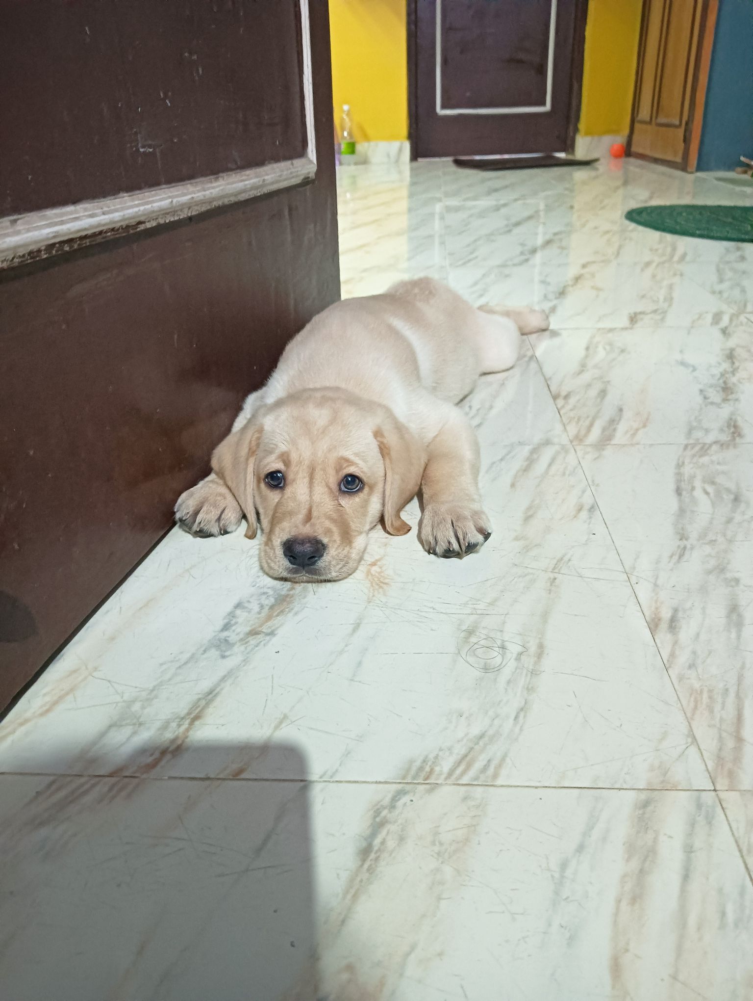 Double couted Labrador puppy 