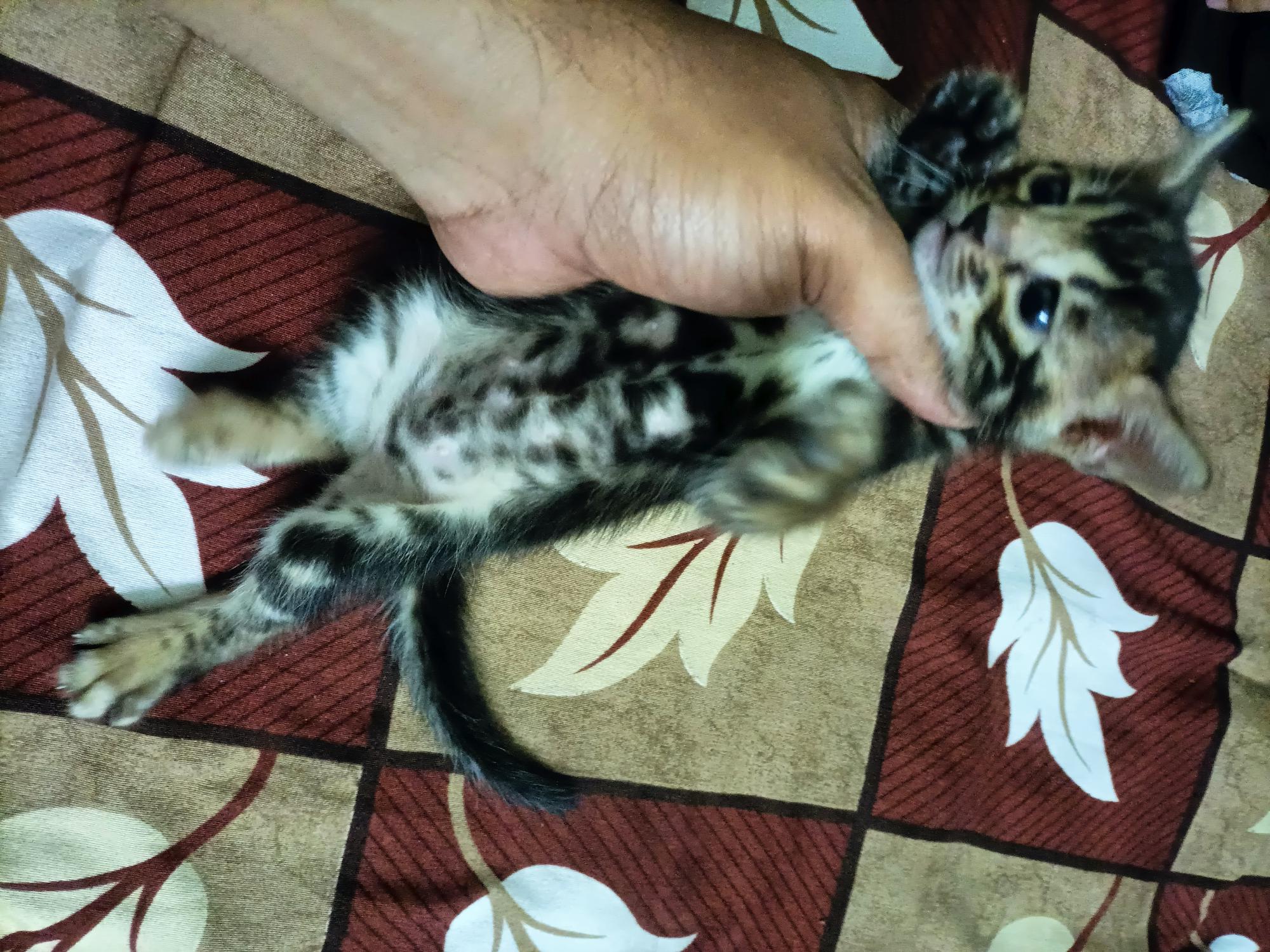 Marble Bengal Kitten 