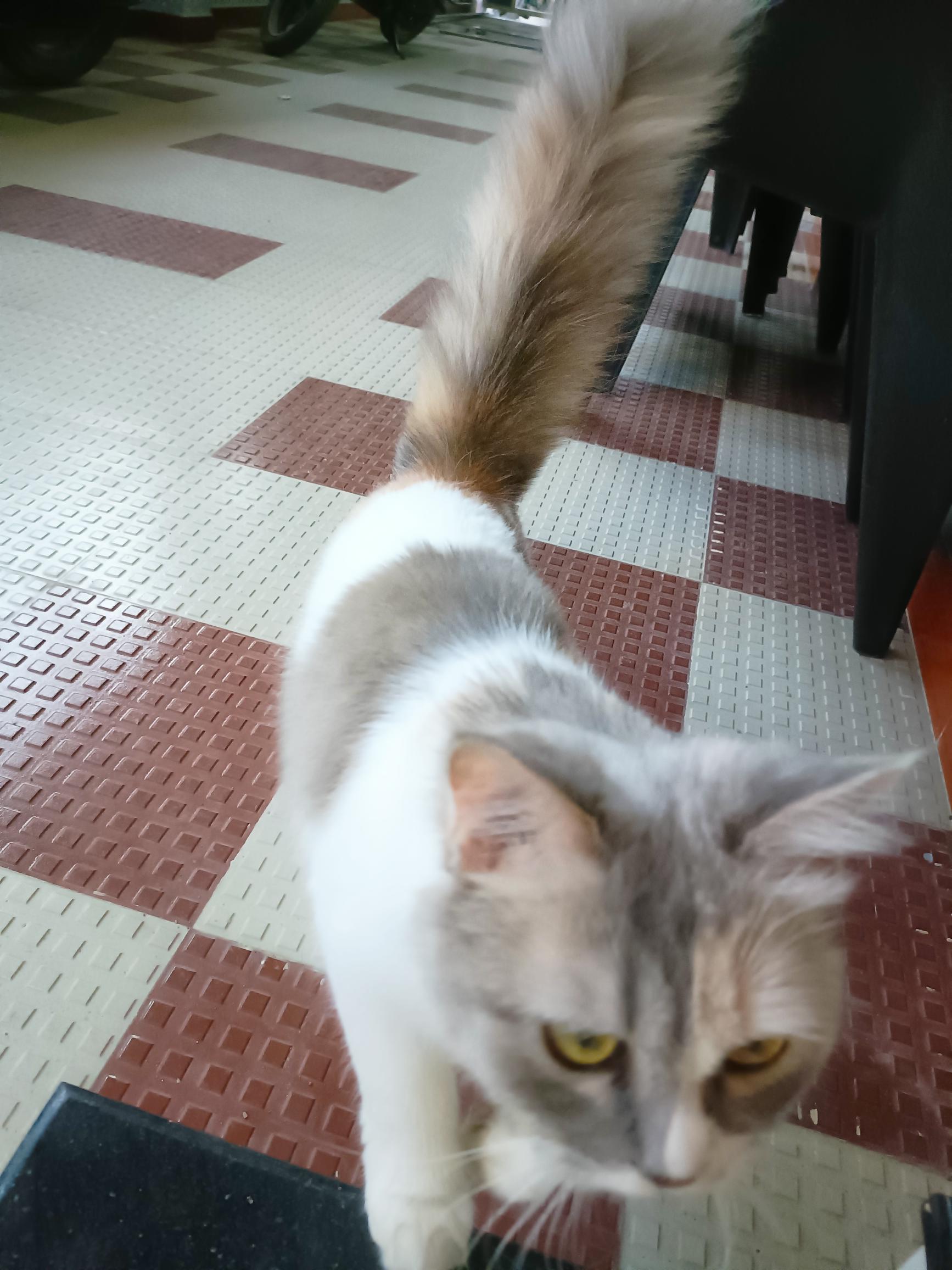 Turkish Angora 