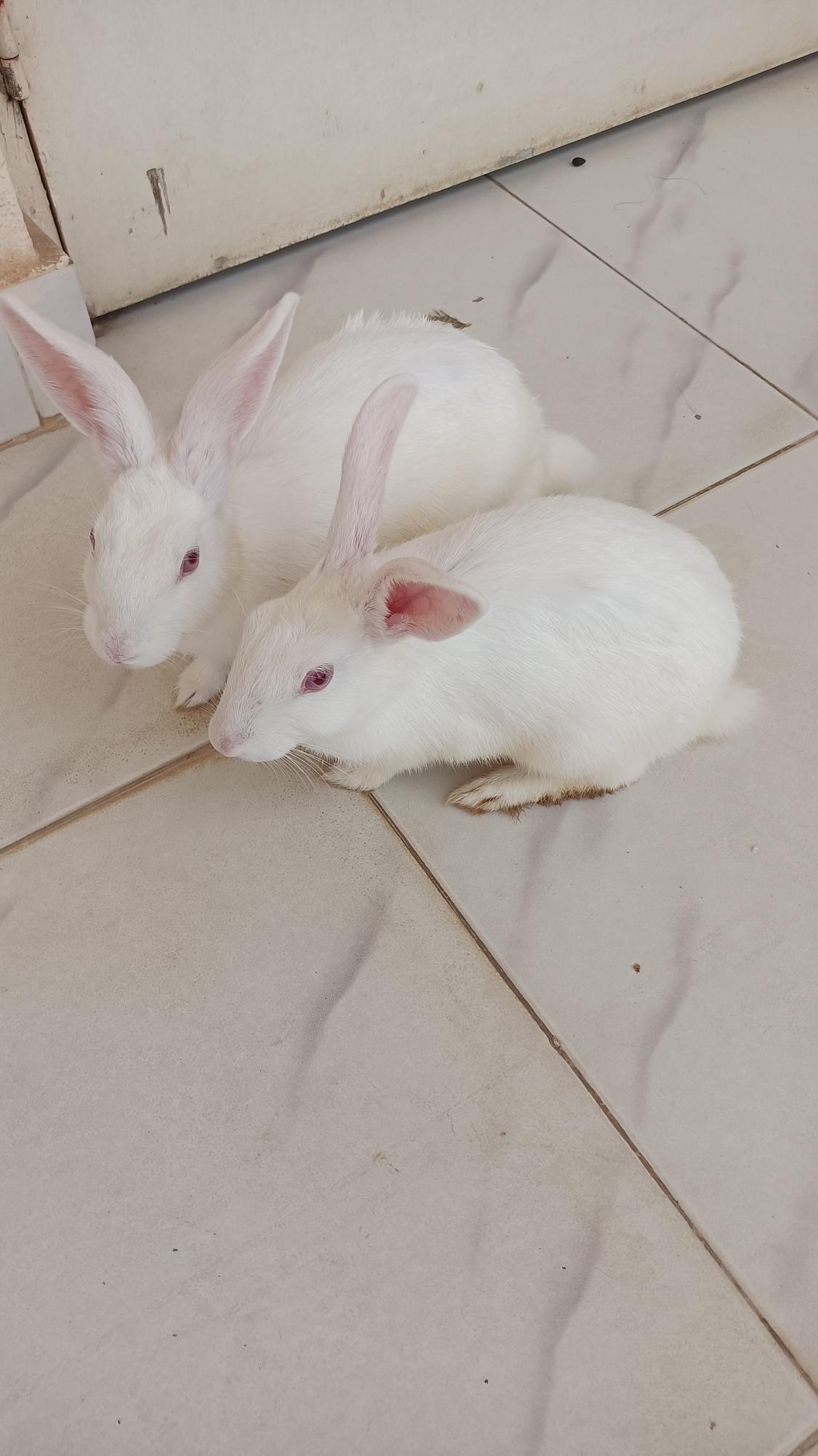 Rabbits for sale