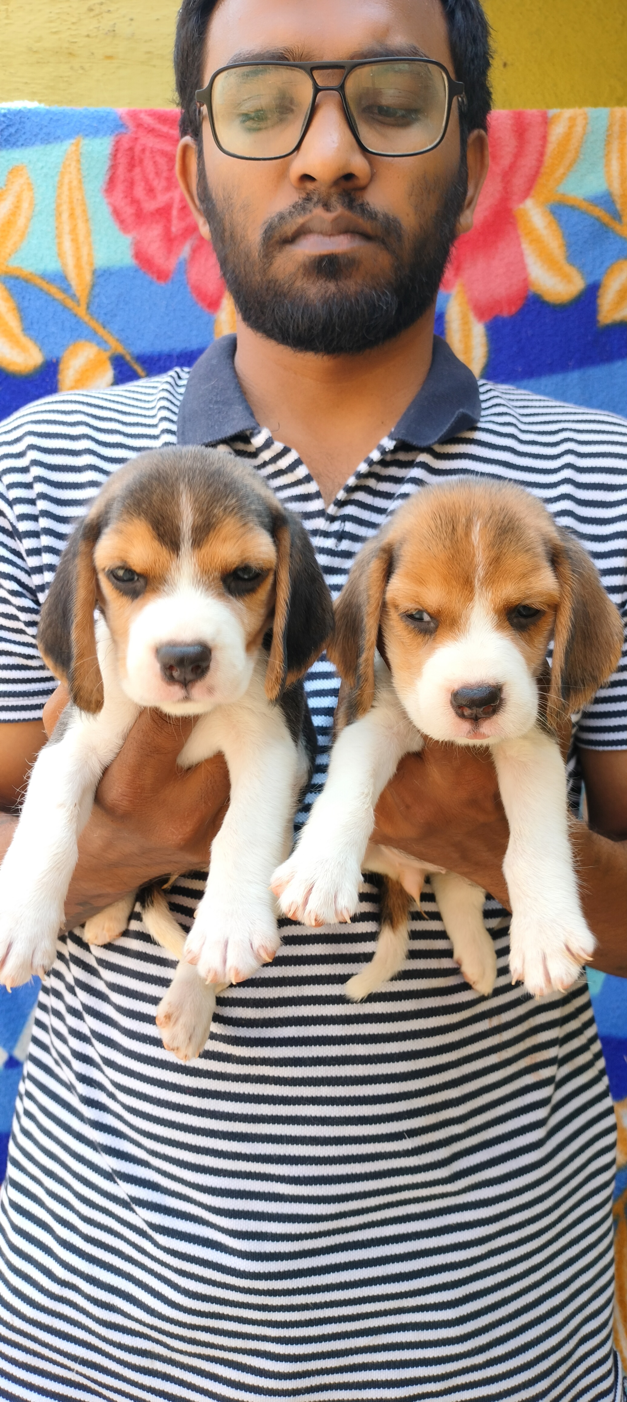 Beagle puppies available 