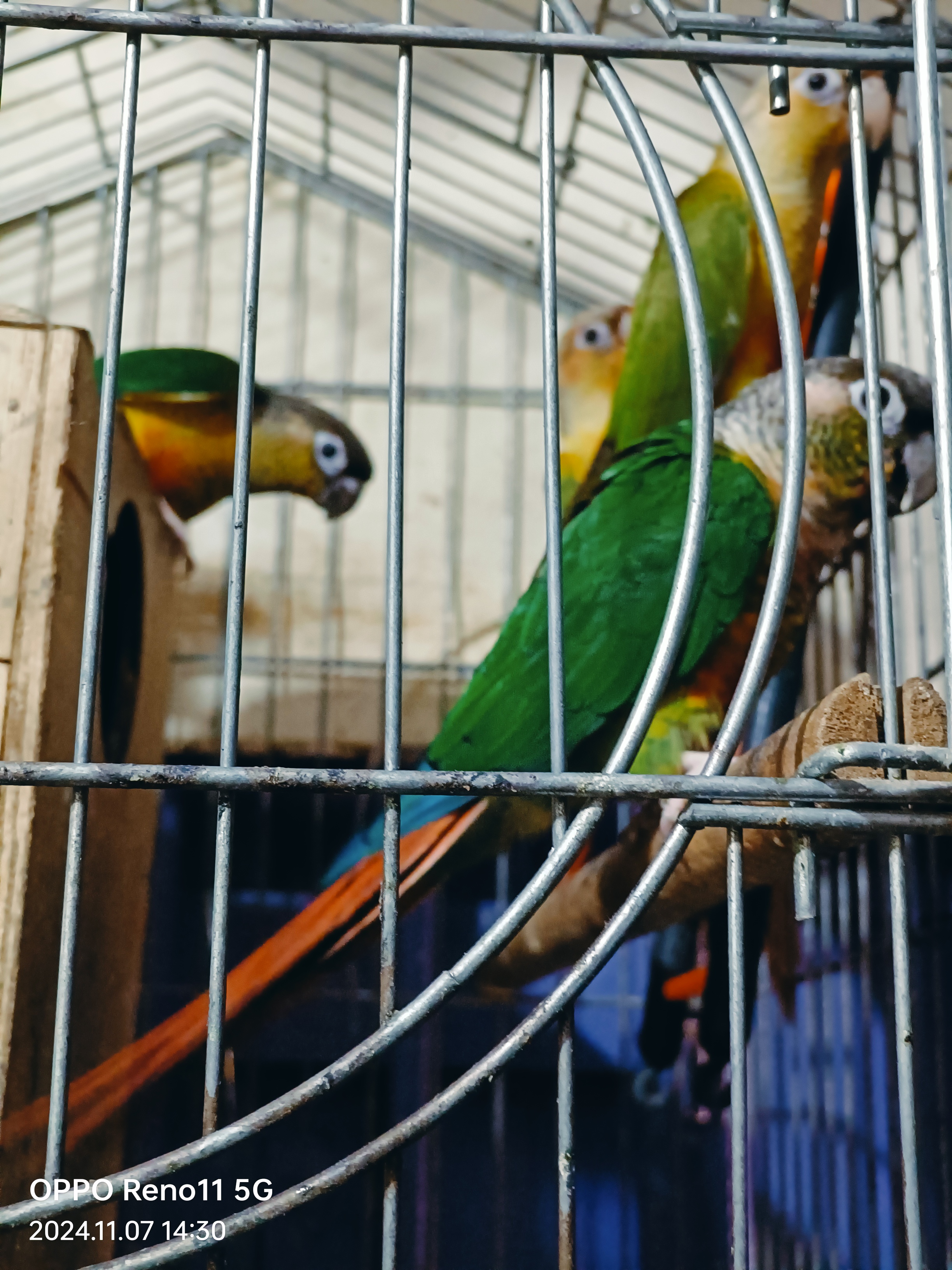 Yellow sided conure pair