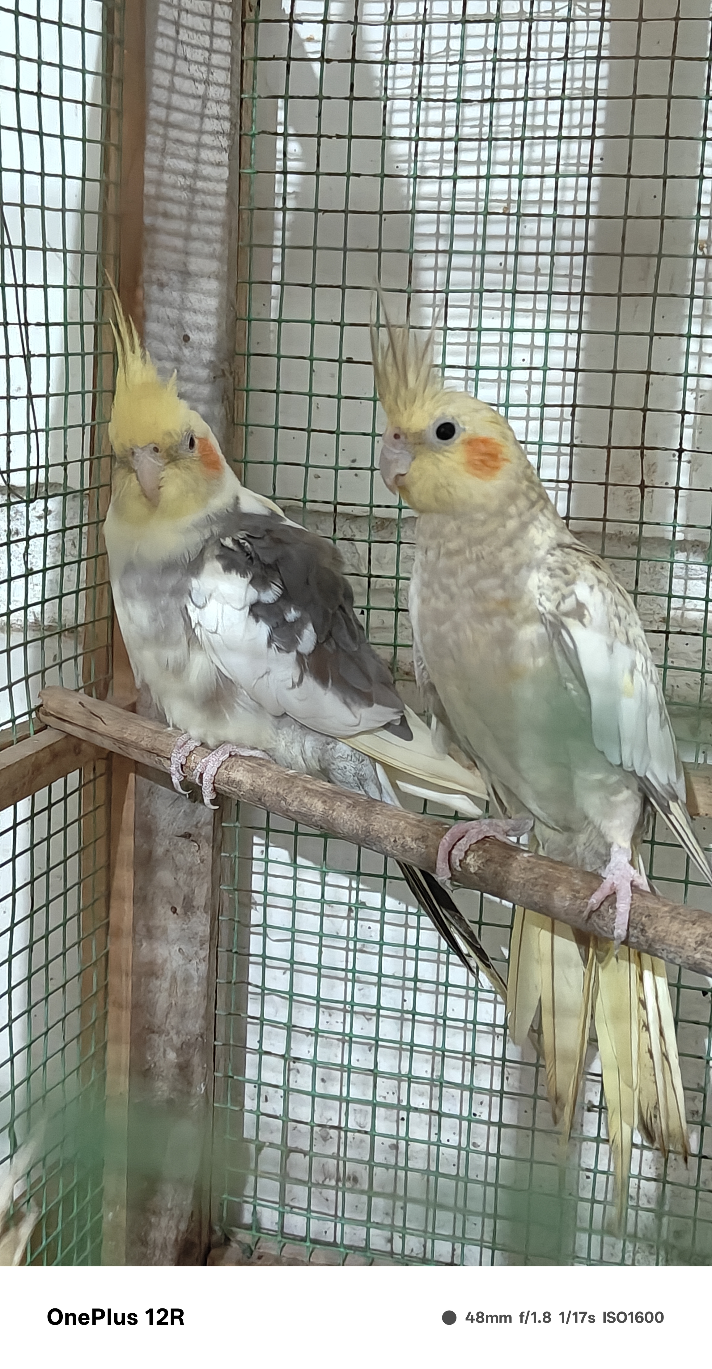 Cockatiel for sale