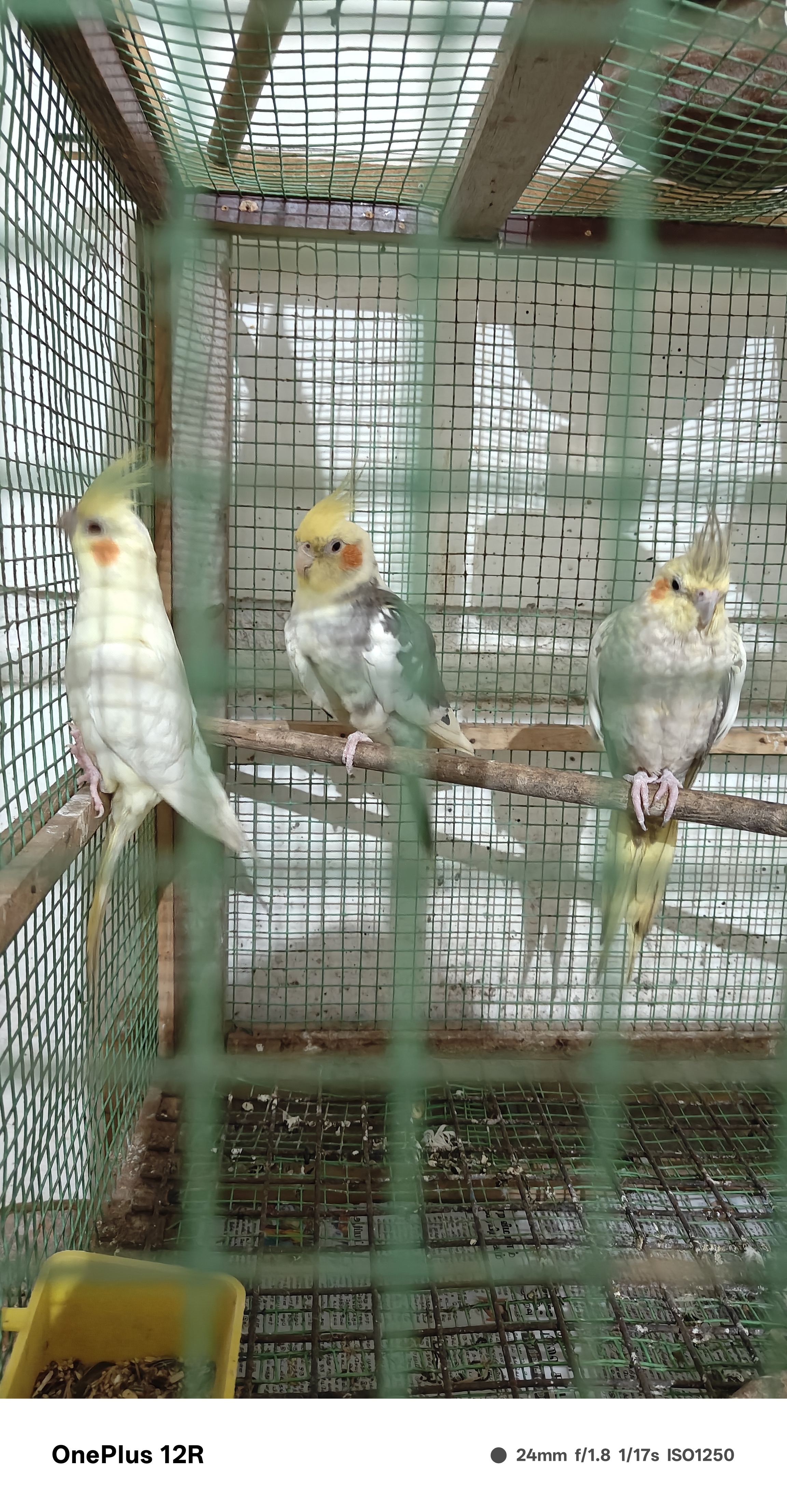 Cockatiel for sale