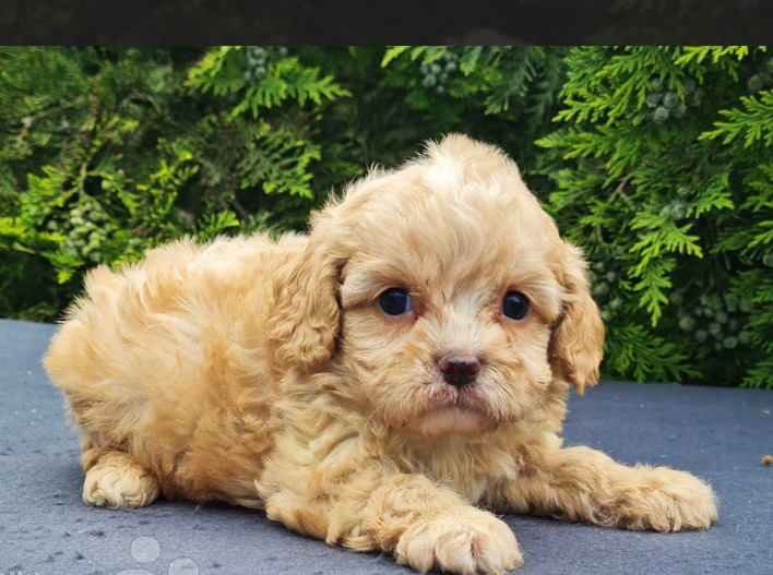 F1 Cavapoo