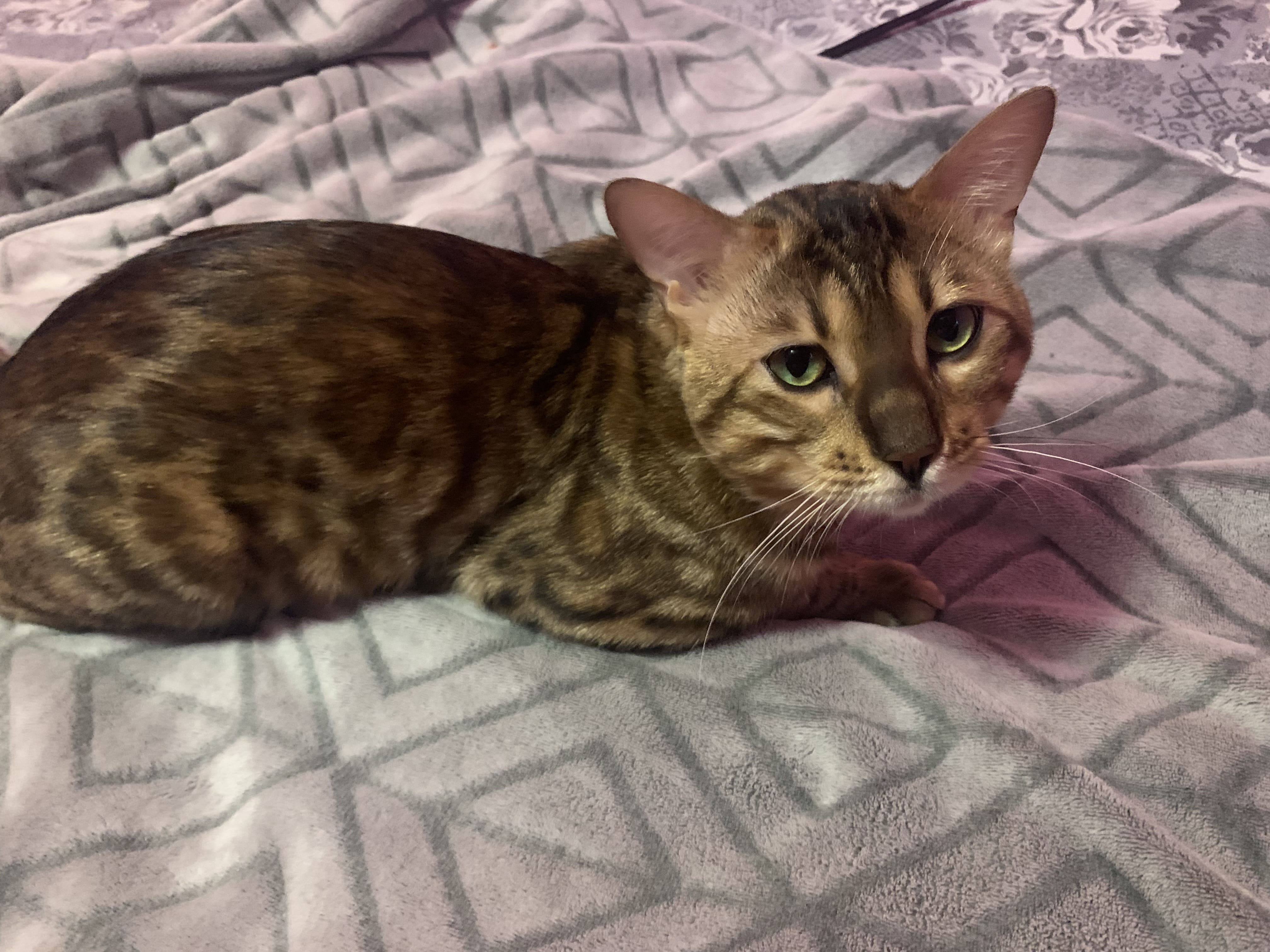 1.5 year old Male Bengal Cat 