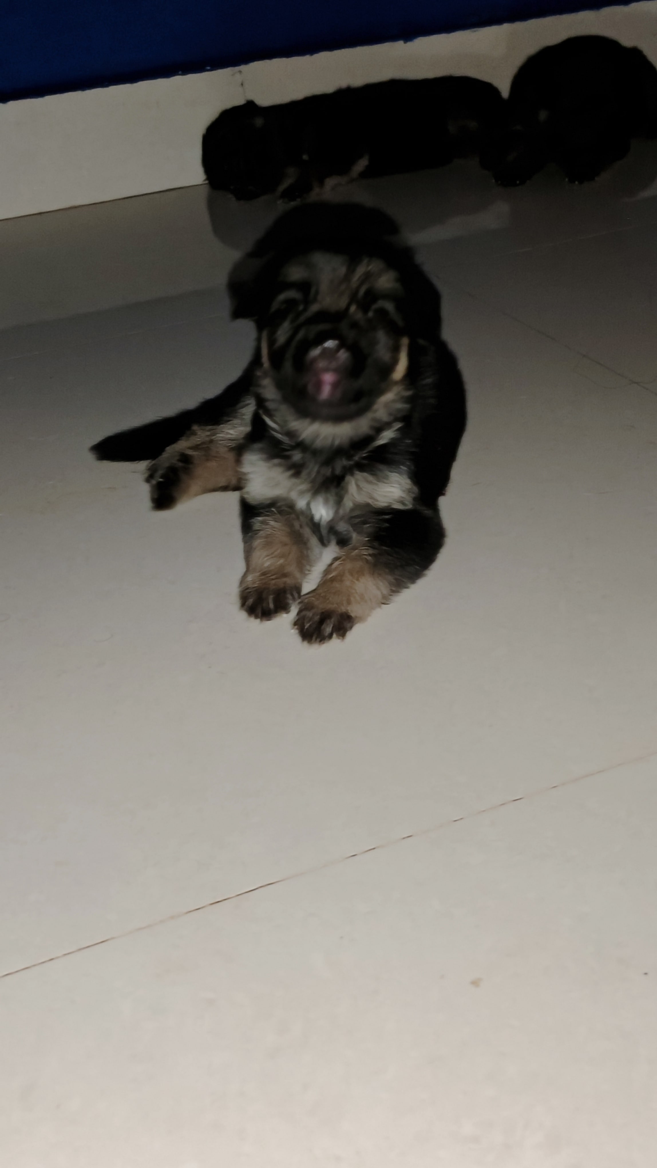 German shepherd puppies for sale 12000 only pure breed with angulation