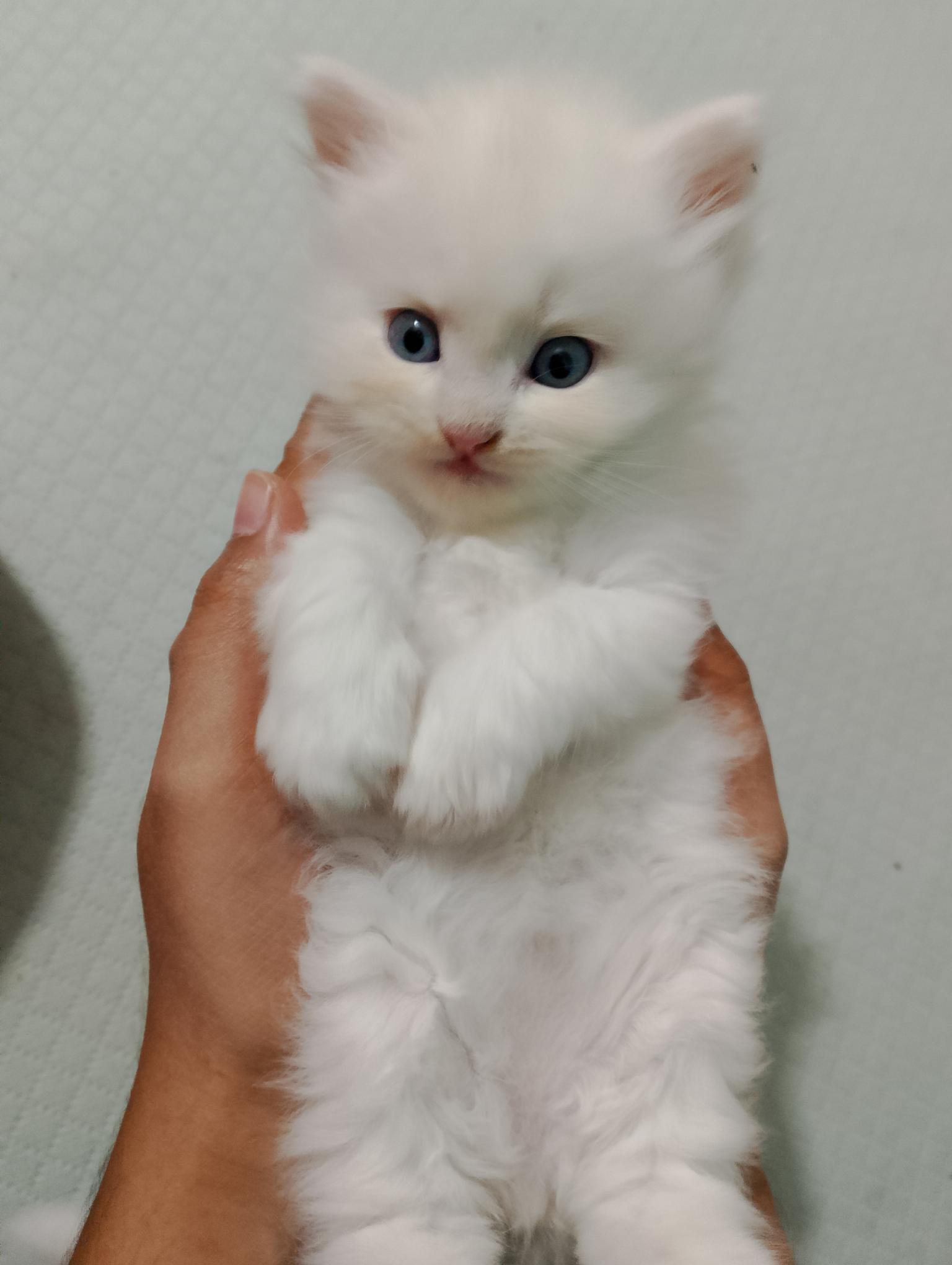 Persian kittens, white fur, blue and black eye combination, Male and female both available.