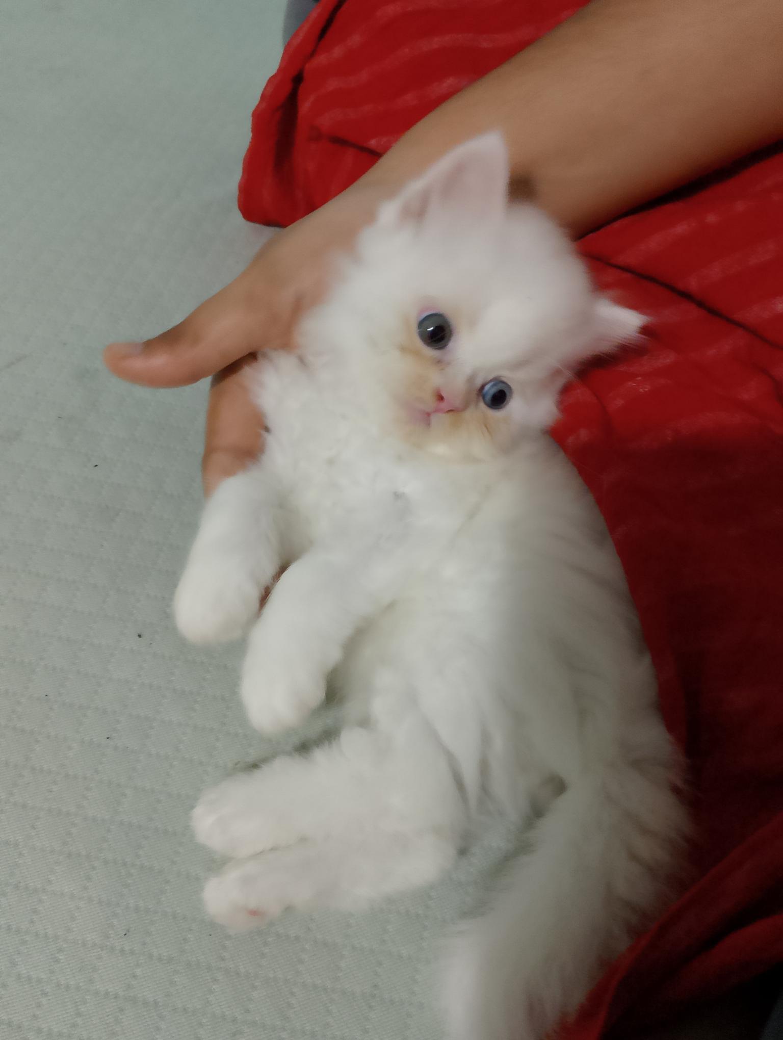 Persian kittens, white fur, blue and black eye combination, Male and female both available.