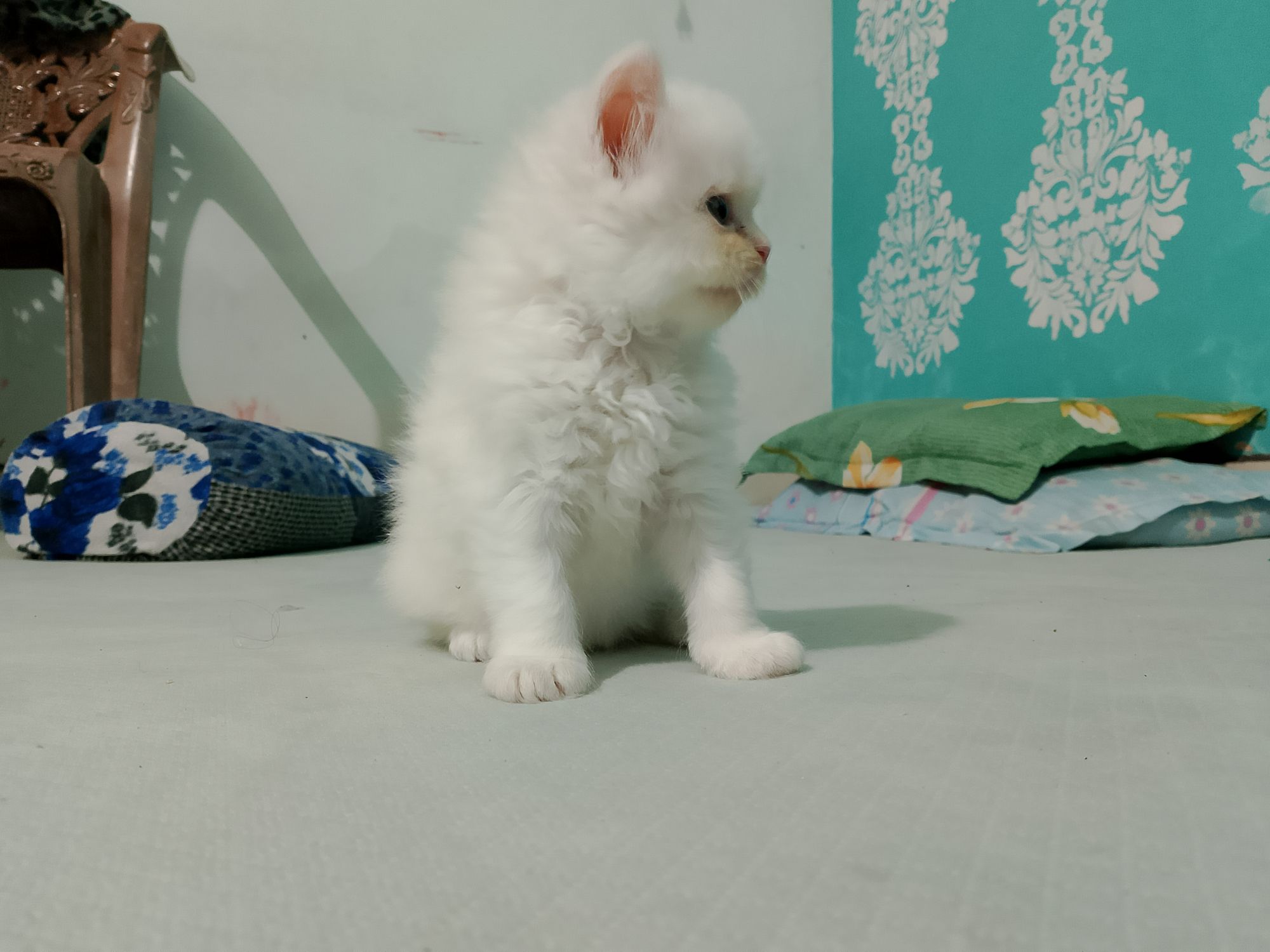 Persian kittens, white fur, blue and black eye combination, Male and female both available.