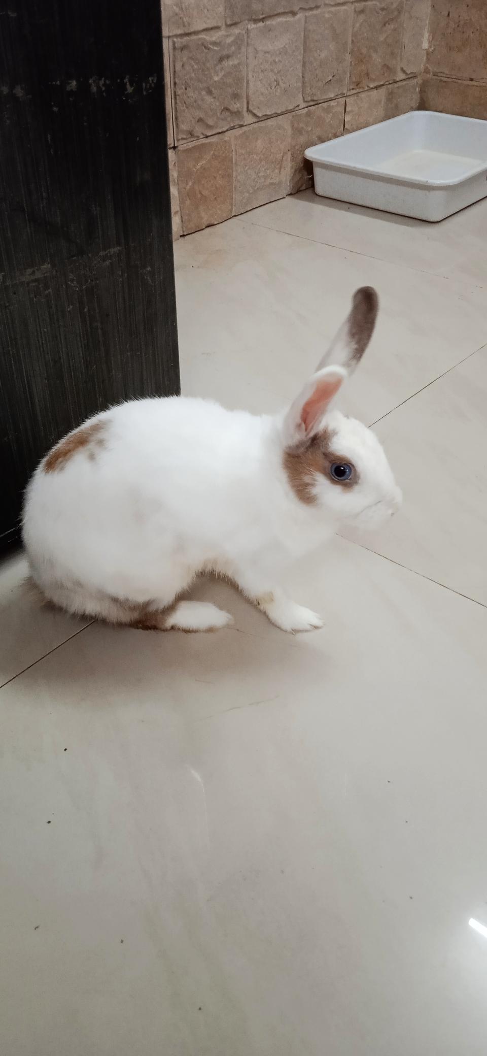 Cute Male Rabbit for sale  ( crossed Dutch breed) 