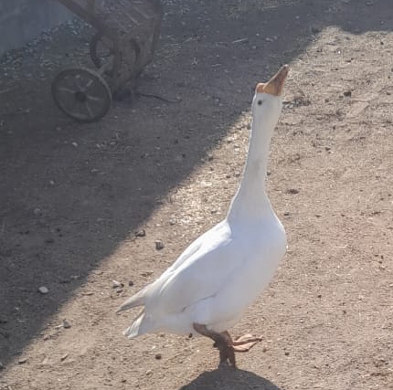 White ducks long neck neck breed pair