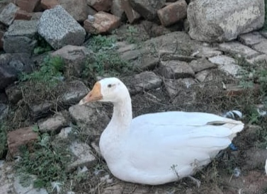 White ducks long neck neck breed pair