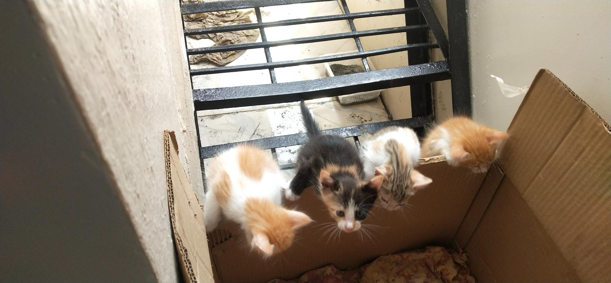 Free kittens (normal breed) bangalore