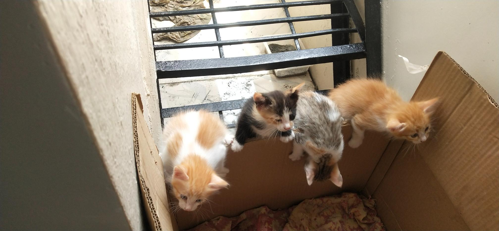 Free kittens (normal breed) bangalore